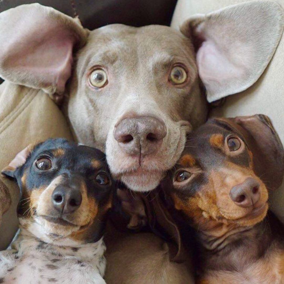 Selfie: Quiet... take it off, like we're serious - Dog, Dachshund, Fluffy, Milota