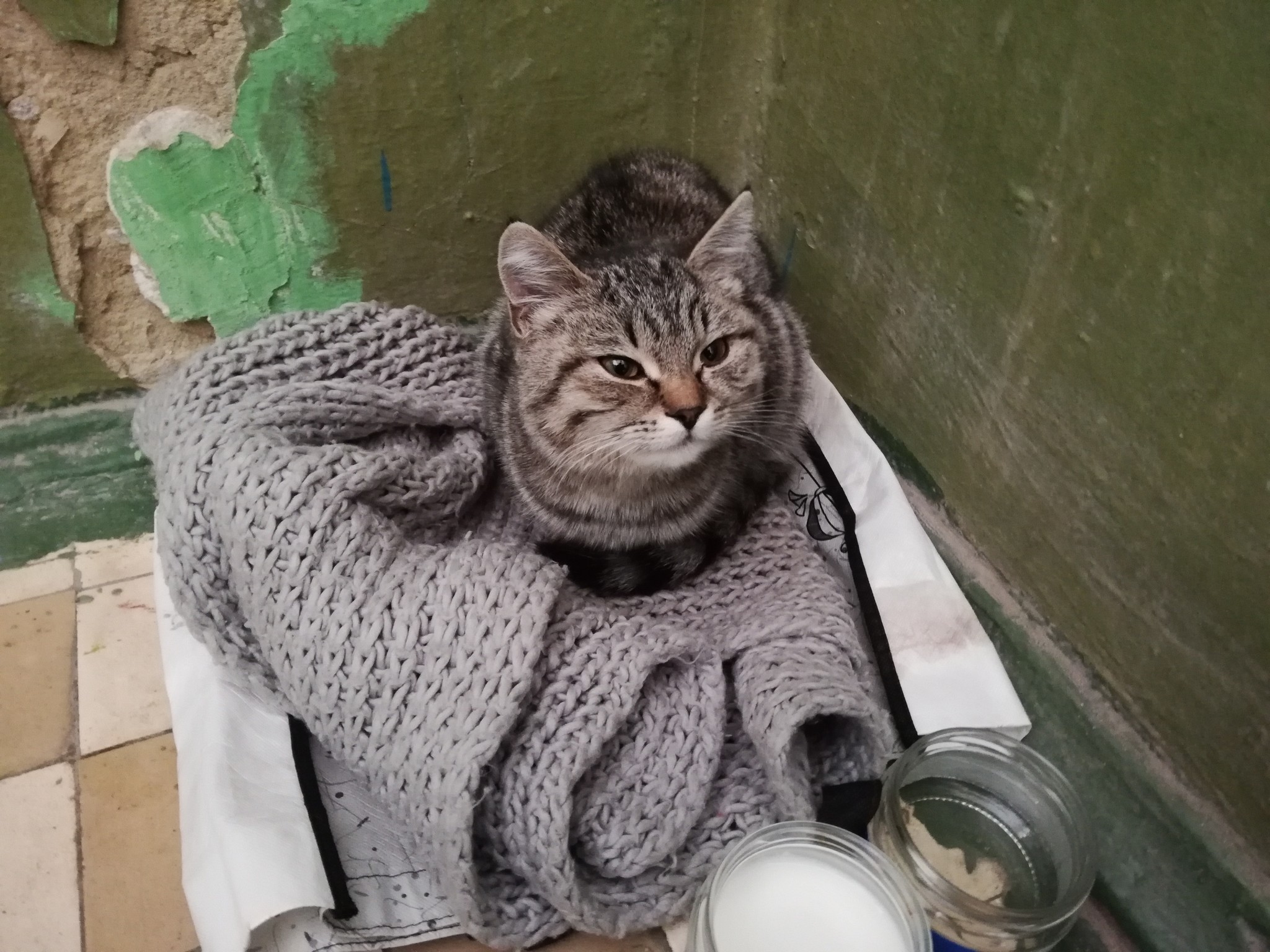 Saratov! Help me find a home for the cat - cat, Foundling, Longpost, No rating