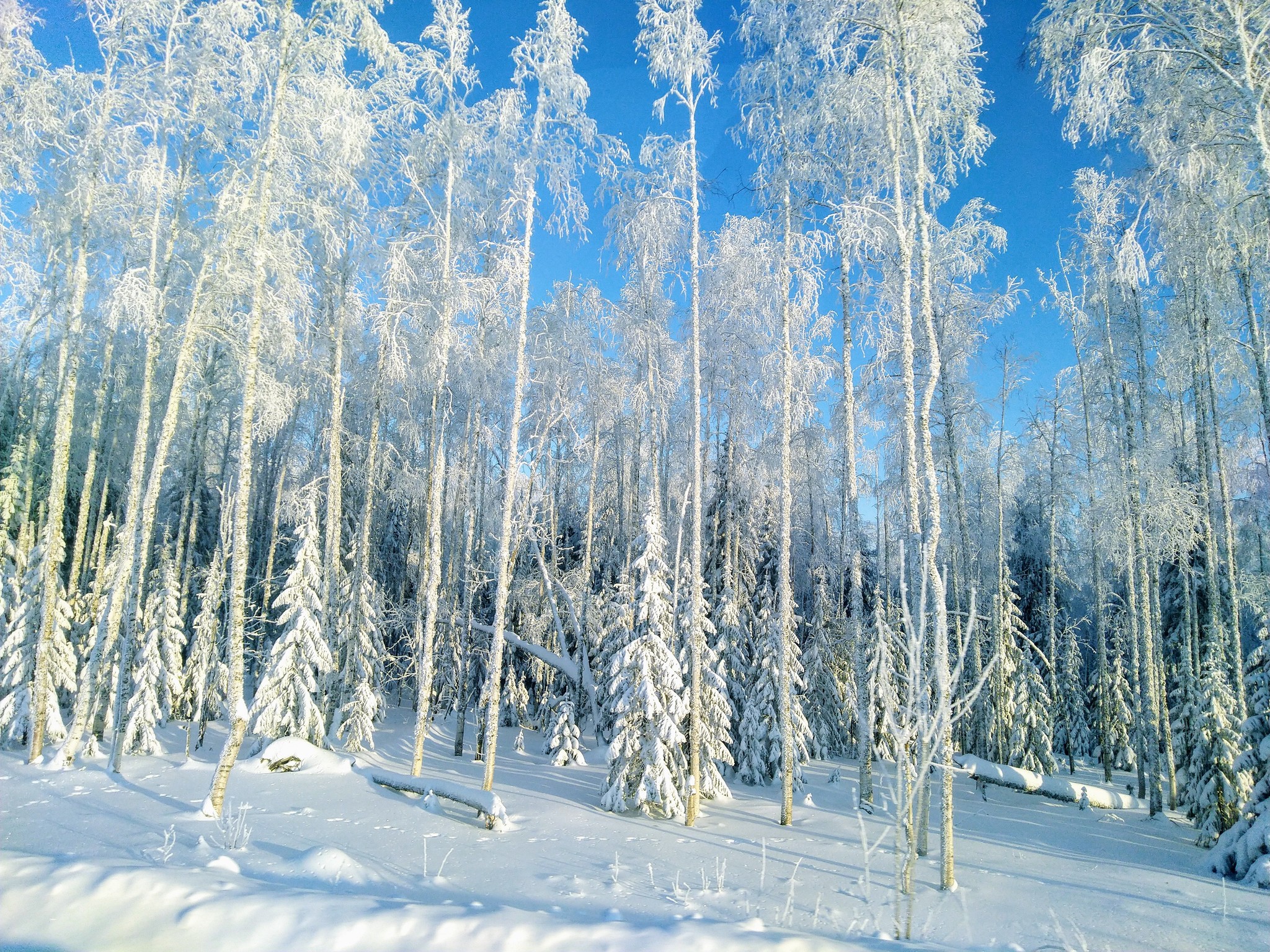 Нижневартовск лес зимой