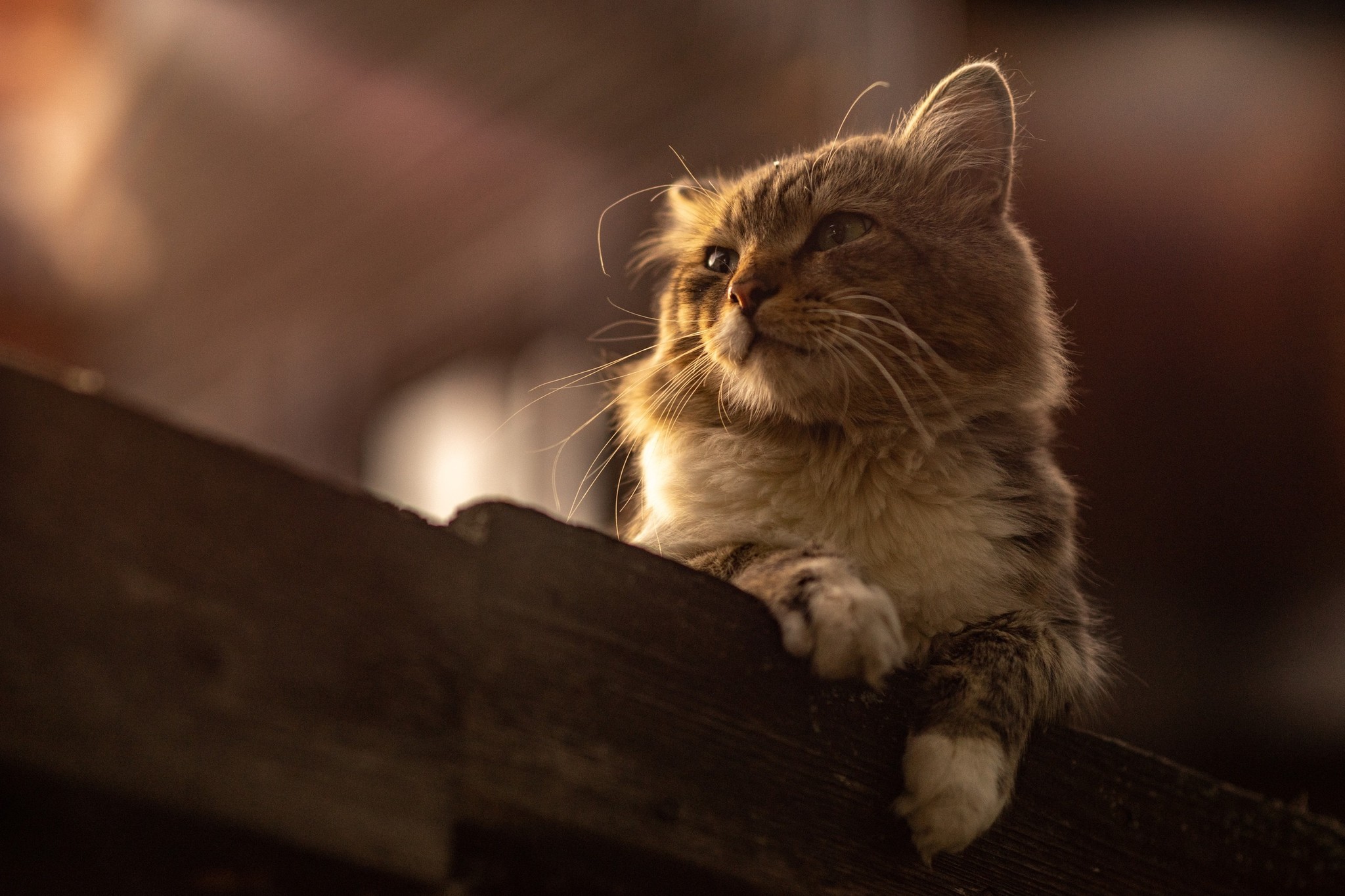 Street portraits - My, The photo, cat, Animals, Longpost