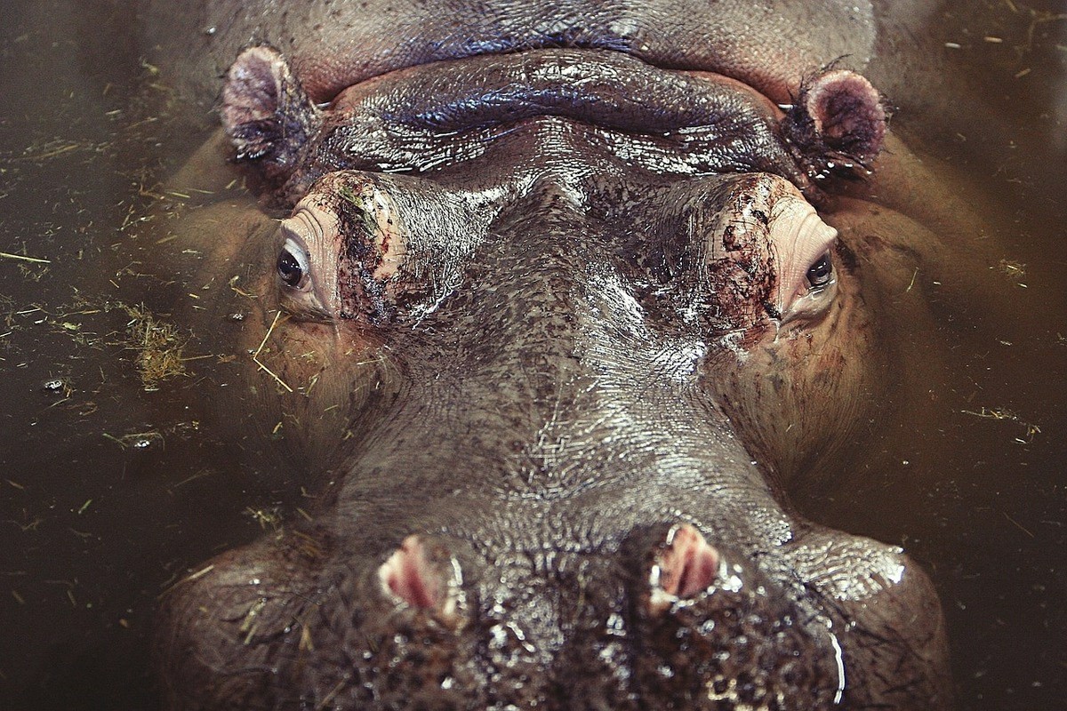 Hippos (Hippopotamidae) - My, , Biology, Biology, Mammals, hippopotamus, pygmy hippopotamus, Longpost