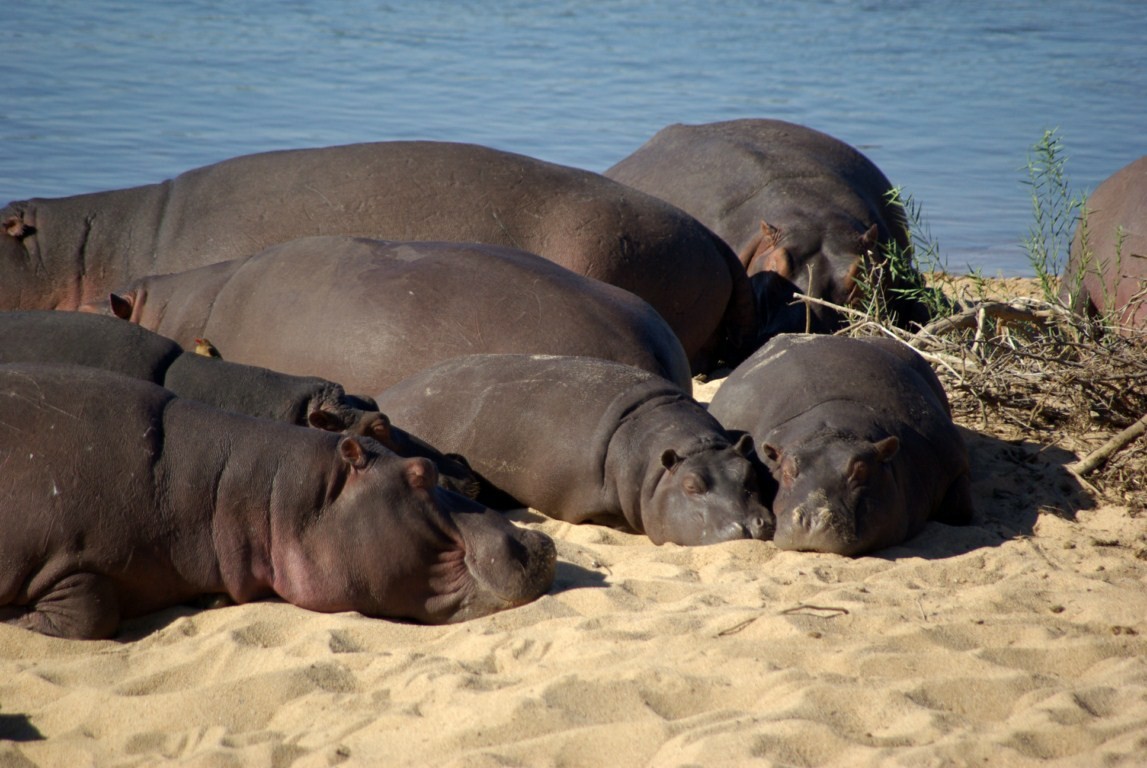 Бегемоты (Hippopotamidae) - Моё, Hippopotamus, Biology, Биология, Млекопитающие, Бегемот, Карликовый Бегемот, Длиннопост