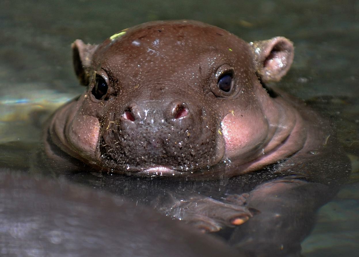 Hippos (Hippopotamidae) - My, , Biology, Biology, Mammals, hippopotamus, pygmy hippopotamus, Longpost