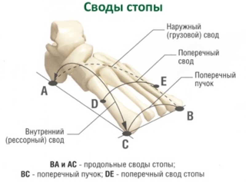 Что такое свод стопы фото