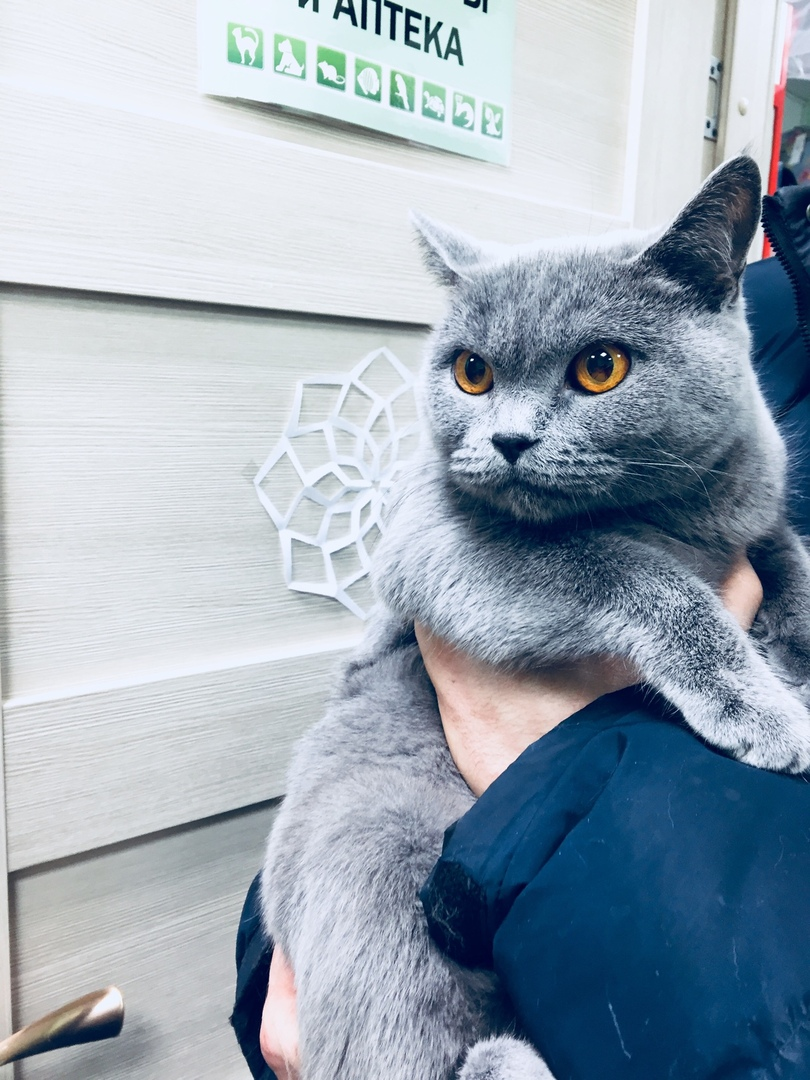 The abandoned cat is looking for her home. Now he is in the clinic. She has nowhere to go. St. Petersburg and Leningrad region - My, cat, Animal Rescue, In good hands, No rating, Saint Petersburg, Leningrad region, Longpost