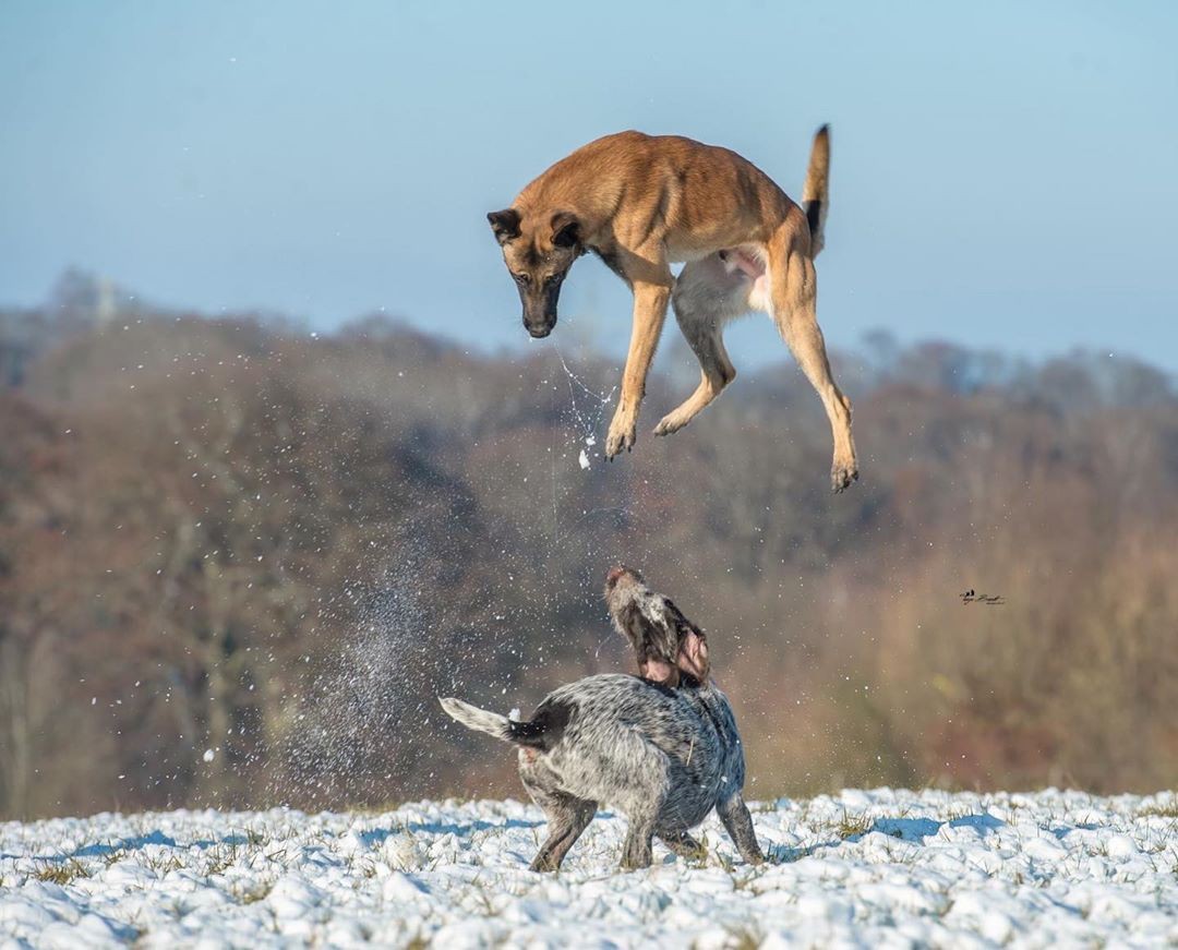 Belgian Malinois Amazing Athlete Amazing tricks Belgian Malinois     - YouTube