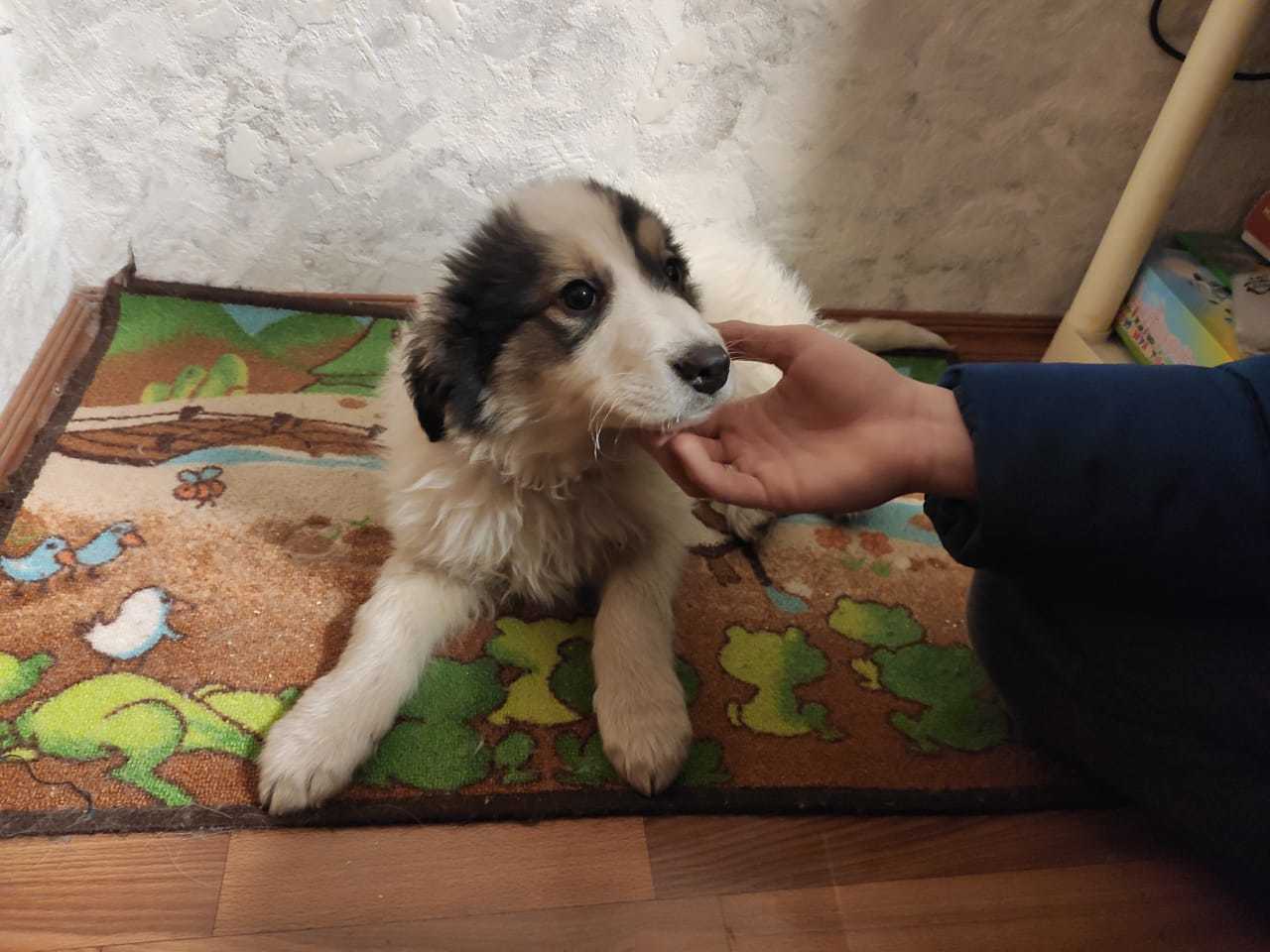 Baby Marley has gone home! - My, Animal shelter, In good hands, Help, Dog, Puppies, Moscow, No rating, Longpost