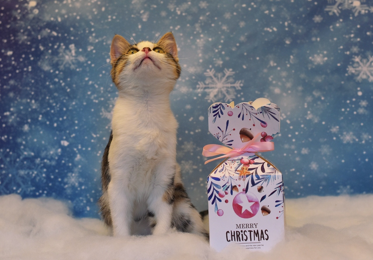 Wendy's foundling in a Christmas photo shoot - My, cat, Catomafia, The photo, Animal Rescue, Animal Rescue, Pet, Pets, Milota, Pets, Animals, Animals, Longpost, Longpost