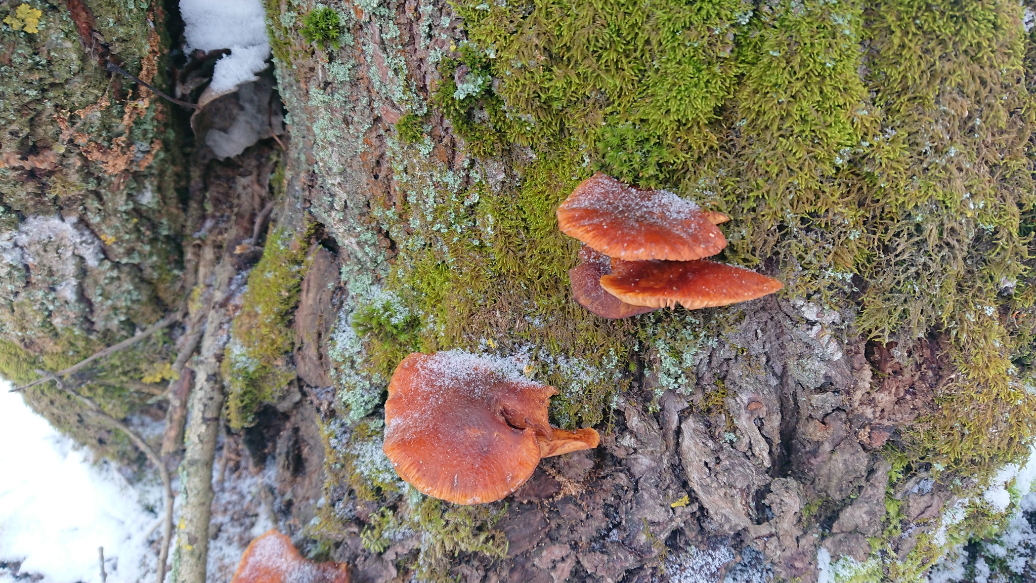 Winter honey fungus (Flammulina velutipes) - My, Winter honeydew, Video, The photo, Longpost, Mushrooms