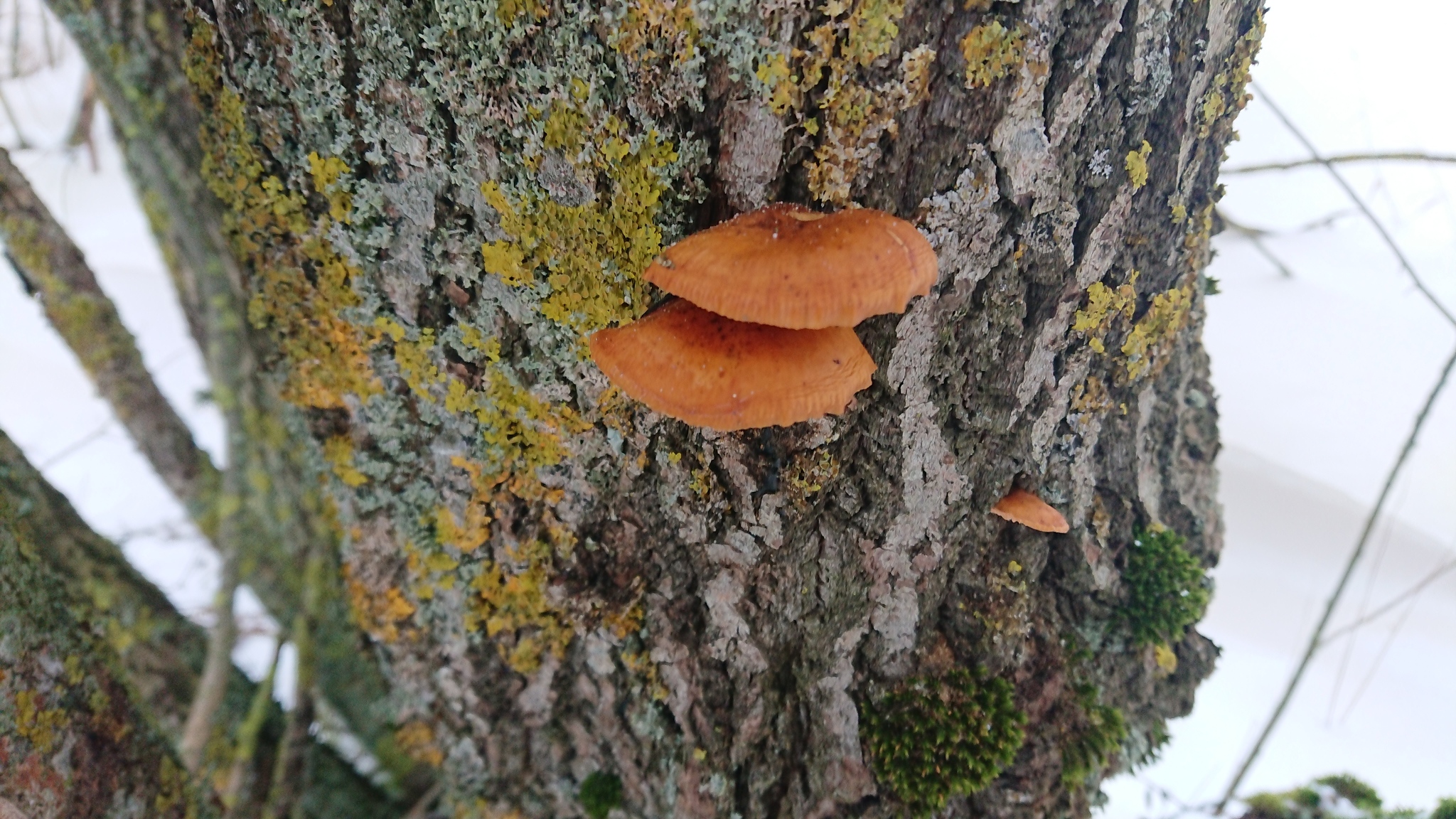 Winter honey fungus (Flammulina velutipes) - My, Winter honeydew, Video, The photo, Longpost, Mushrooms