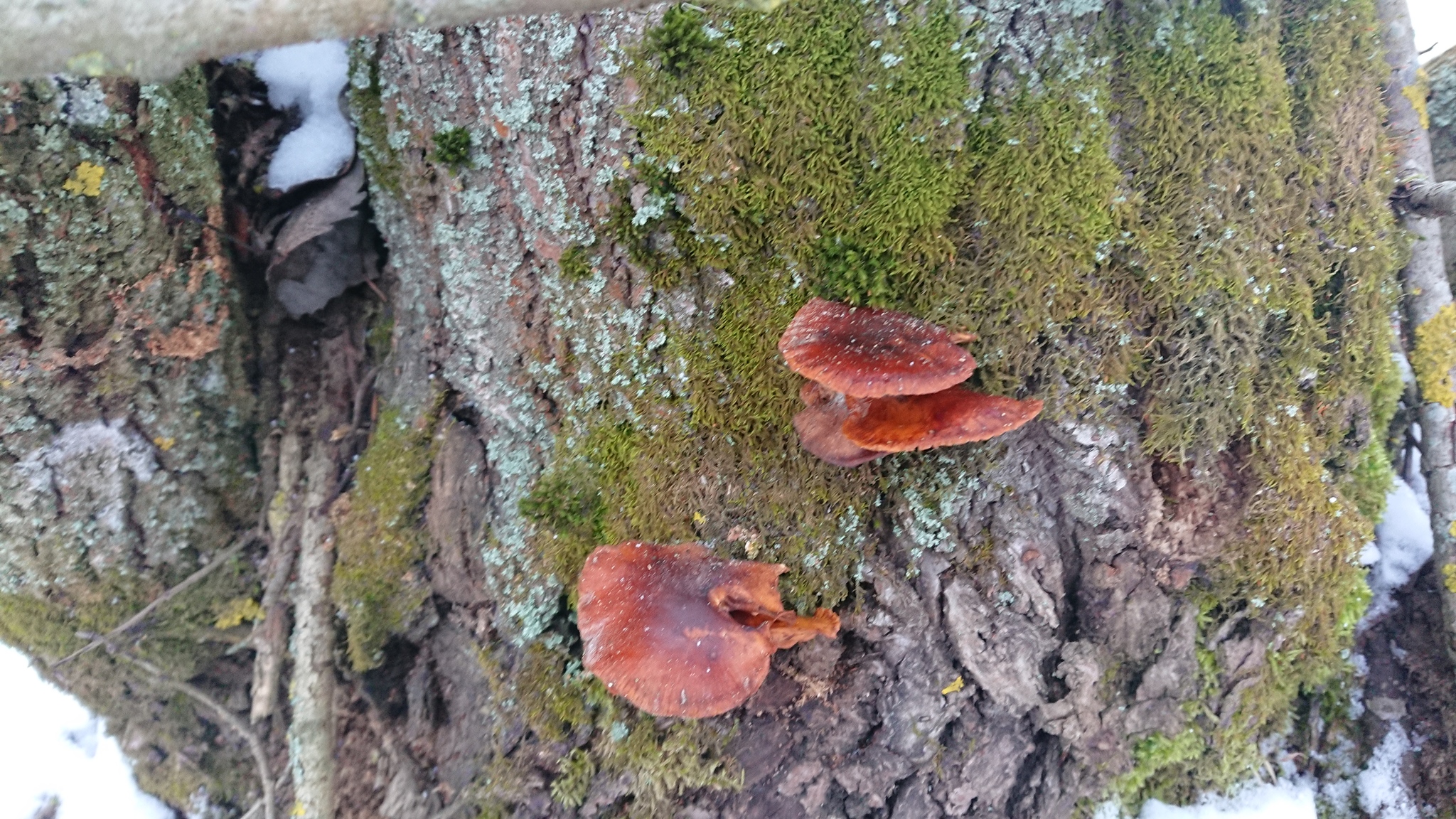 Опёнок зимний (Flammulina velutipes) - Моё, Опёнок зимний, Видео, Фотография, Длиннопост, Грибы