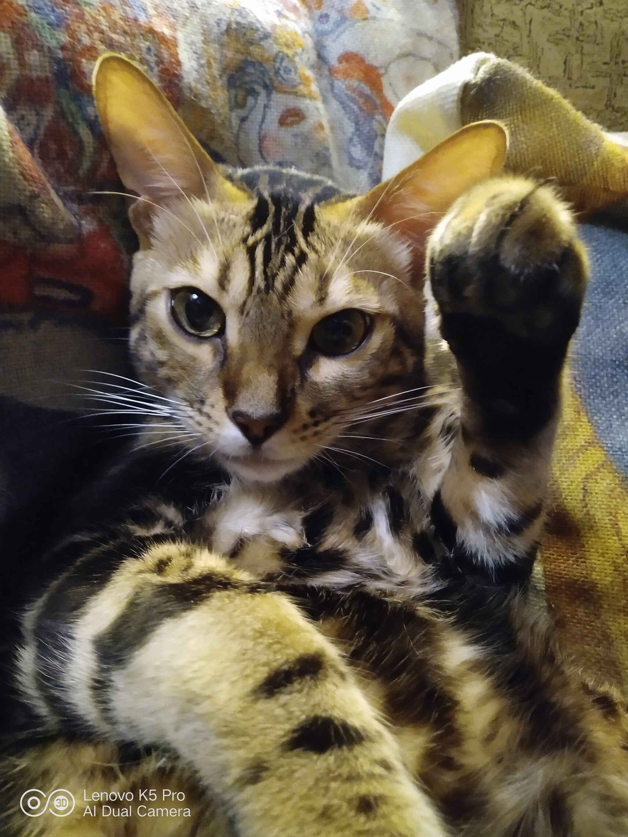 My Bengal - My, Bengal cat, Catomafia, Handsome men, cat, Video, Longpost