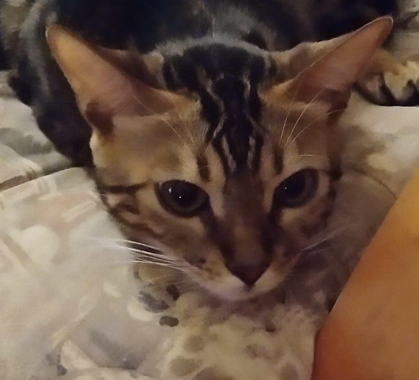 My Bengal - My, Bengal cat, Catomafia, Handsome men, cat, Video, Longpost