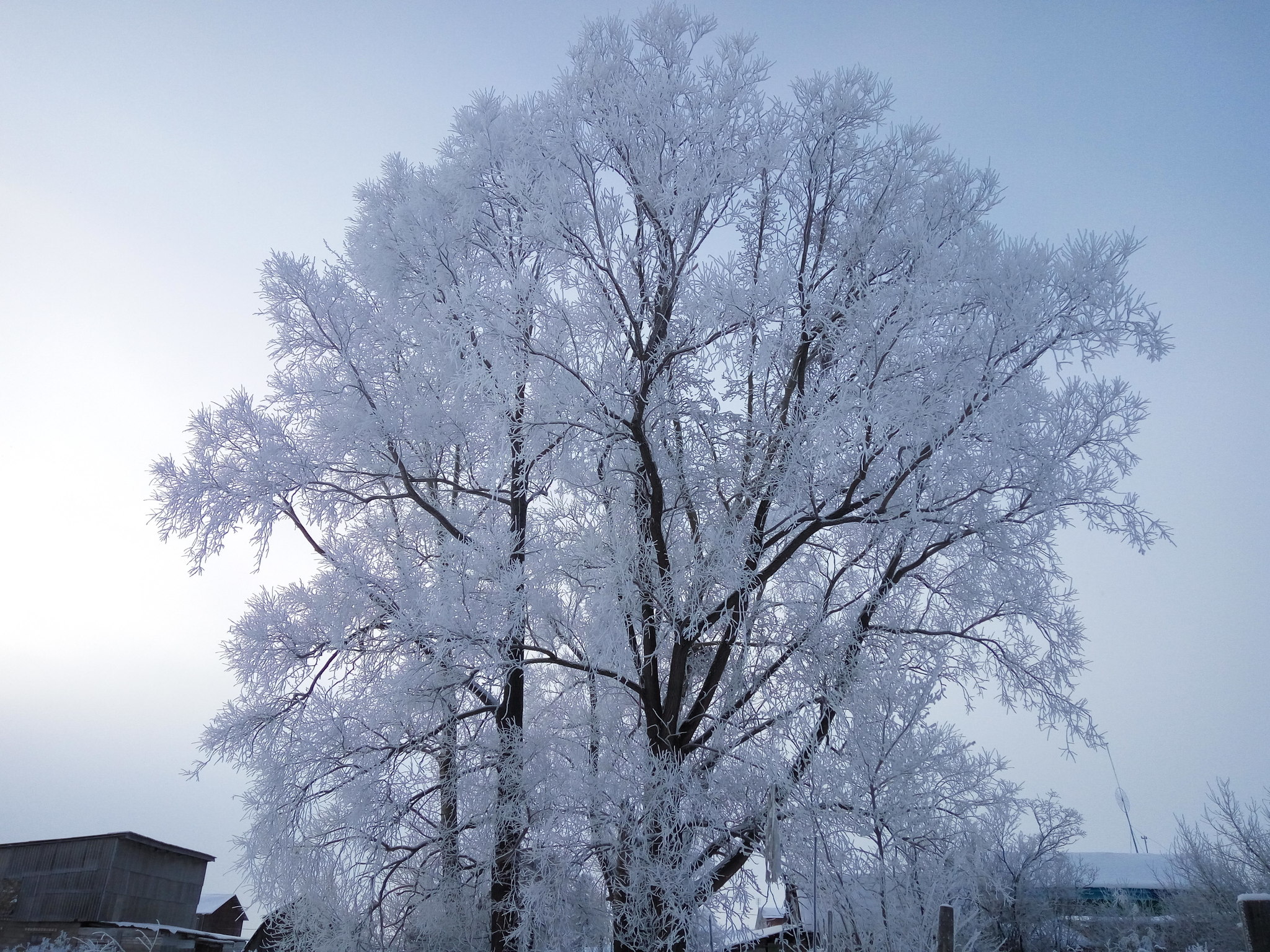 Frost - My, Nature, Bashkortostan