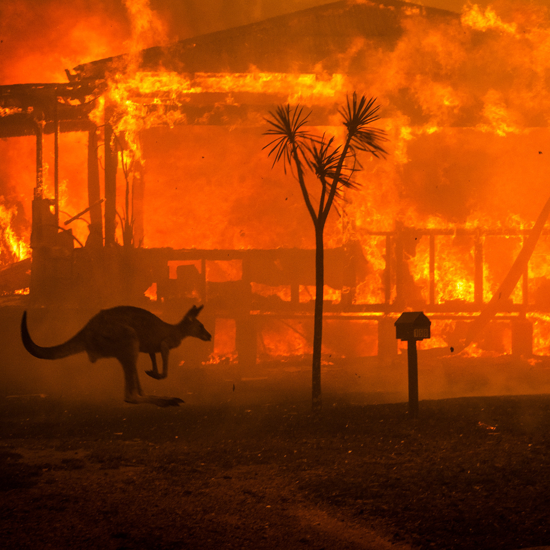 Hell in Australia - Australia, Fire, Kangaroo