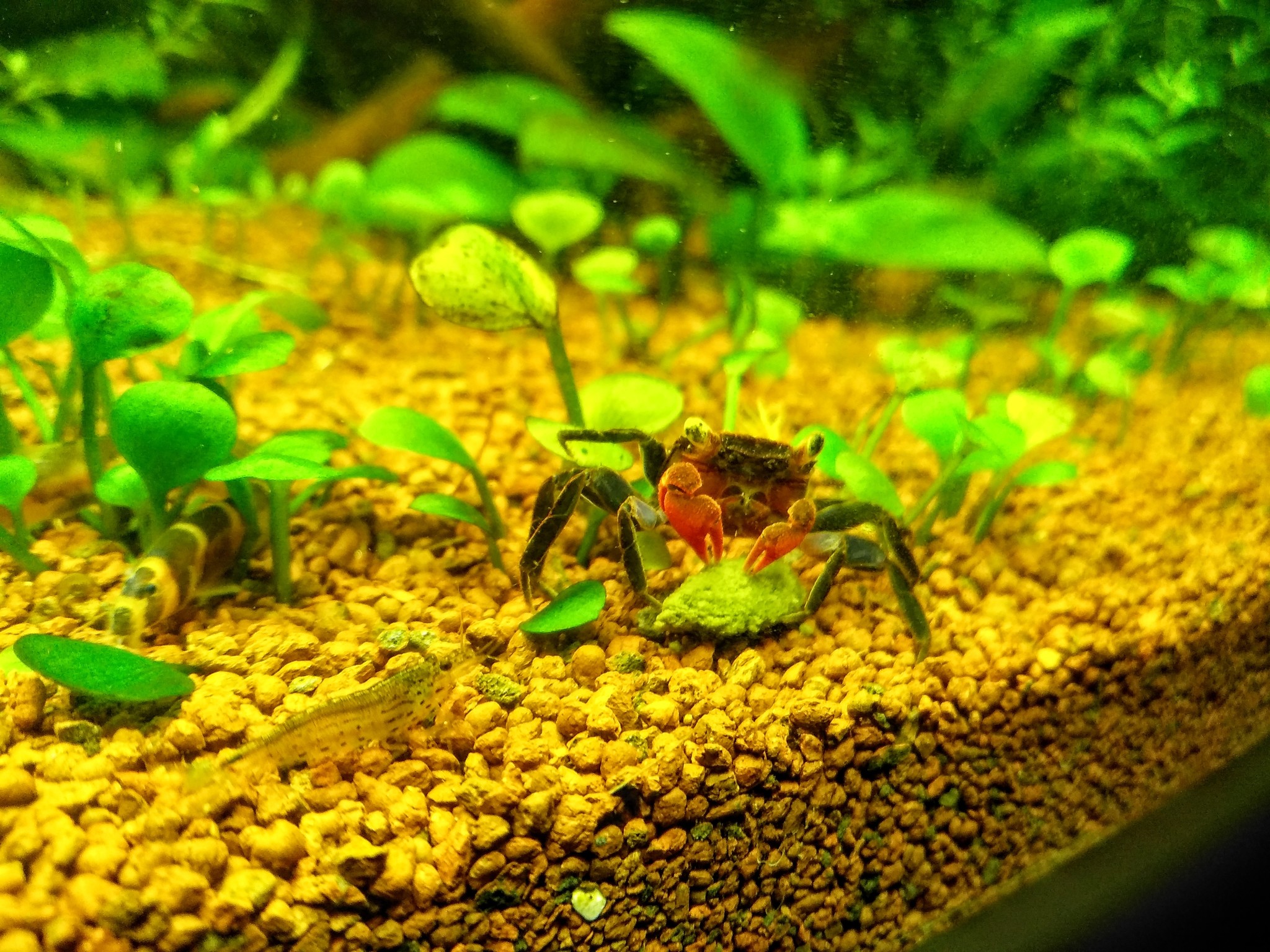 Aquarium three hundred - My, Aquarium, Aquascape, Aquarium fish, Aquarium shrimp, Aquarium crayfish, Aquarium, Longpost