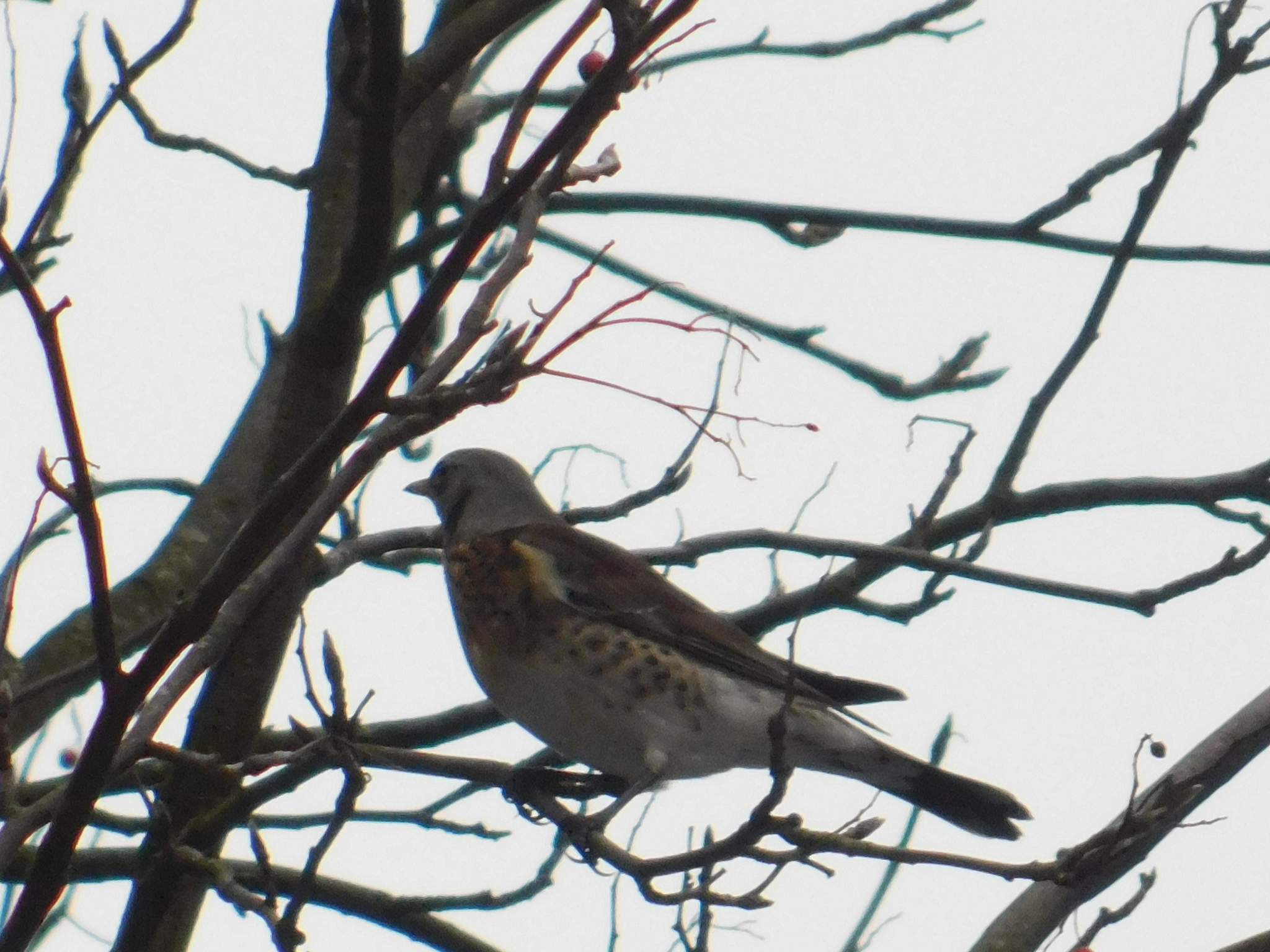 Fieldfare farmers celebrated the New Year in St. Petersburg. 01/01/2020. Sosnovka Park - My, Sosnovka Park, Thrush, Fieldfare, Video, Longpost