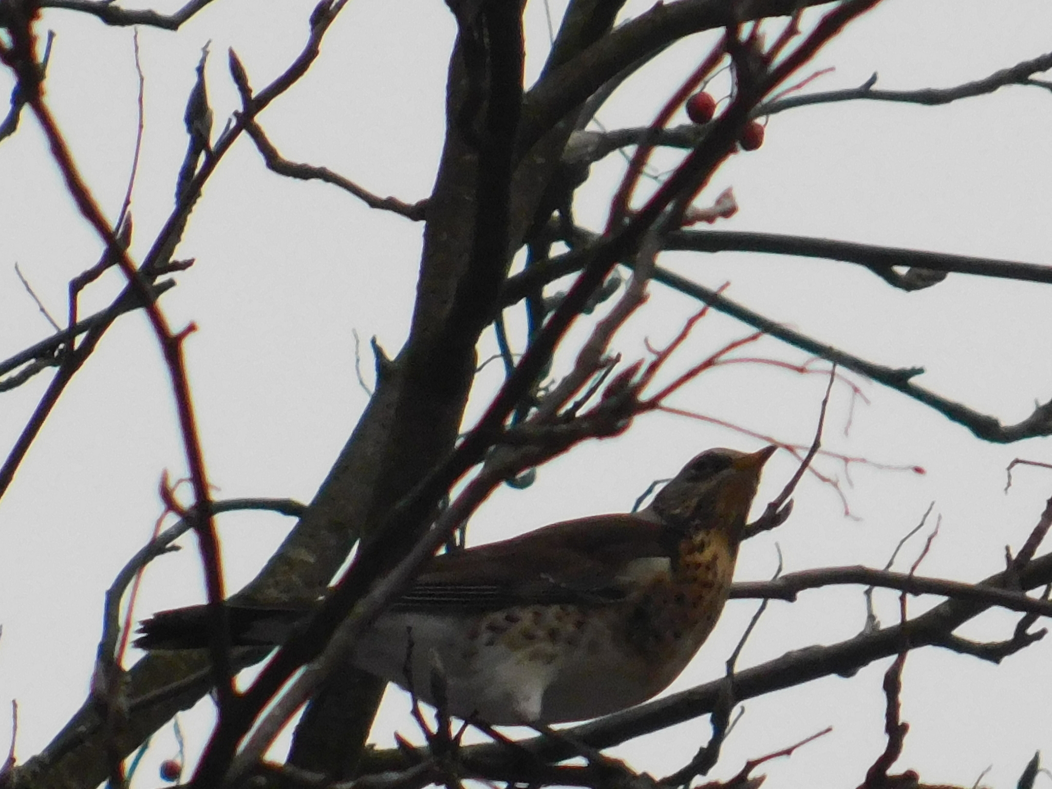 Fieldfare farmers celebrated the New Year in St. Petersburg. 01/01/2020. Sosnovka Park - My, Sosnovka Park, Thrush, Fieldfare, Video, Longpost