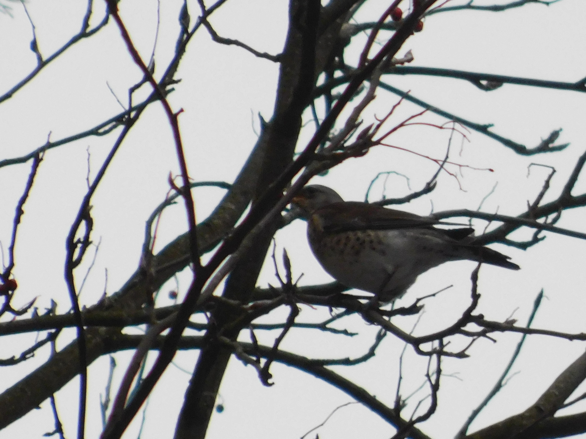 Fieldfare farmers celebrated the New Year in St. Petersburg. 01/01/2020. Sosnovka Park - My, Sosnovka Park, Thrush, Fieldfare, Video, Longpost