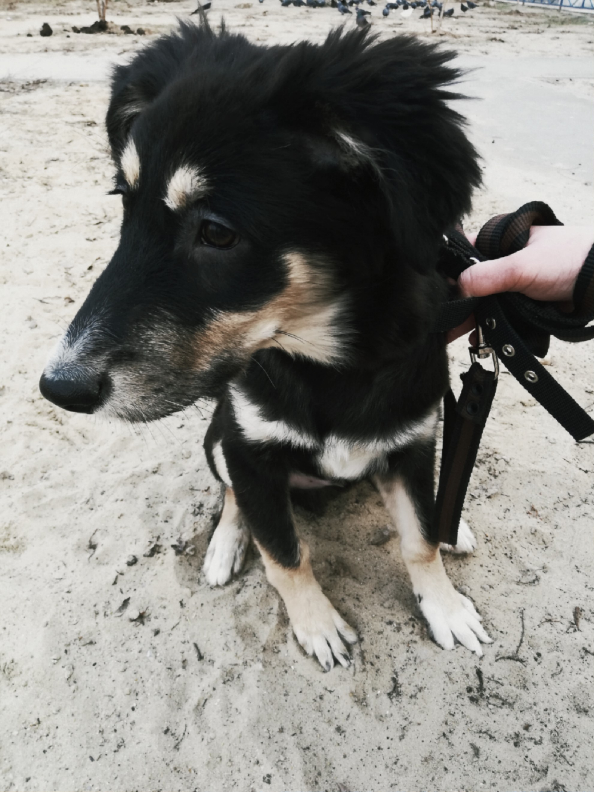 Dog in good hands - In good hands, Volgograd, Longpost, Dog, No rating