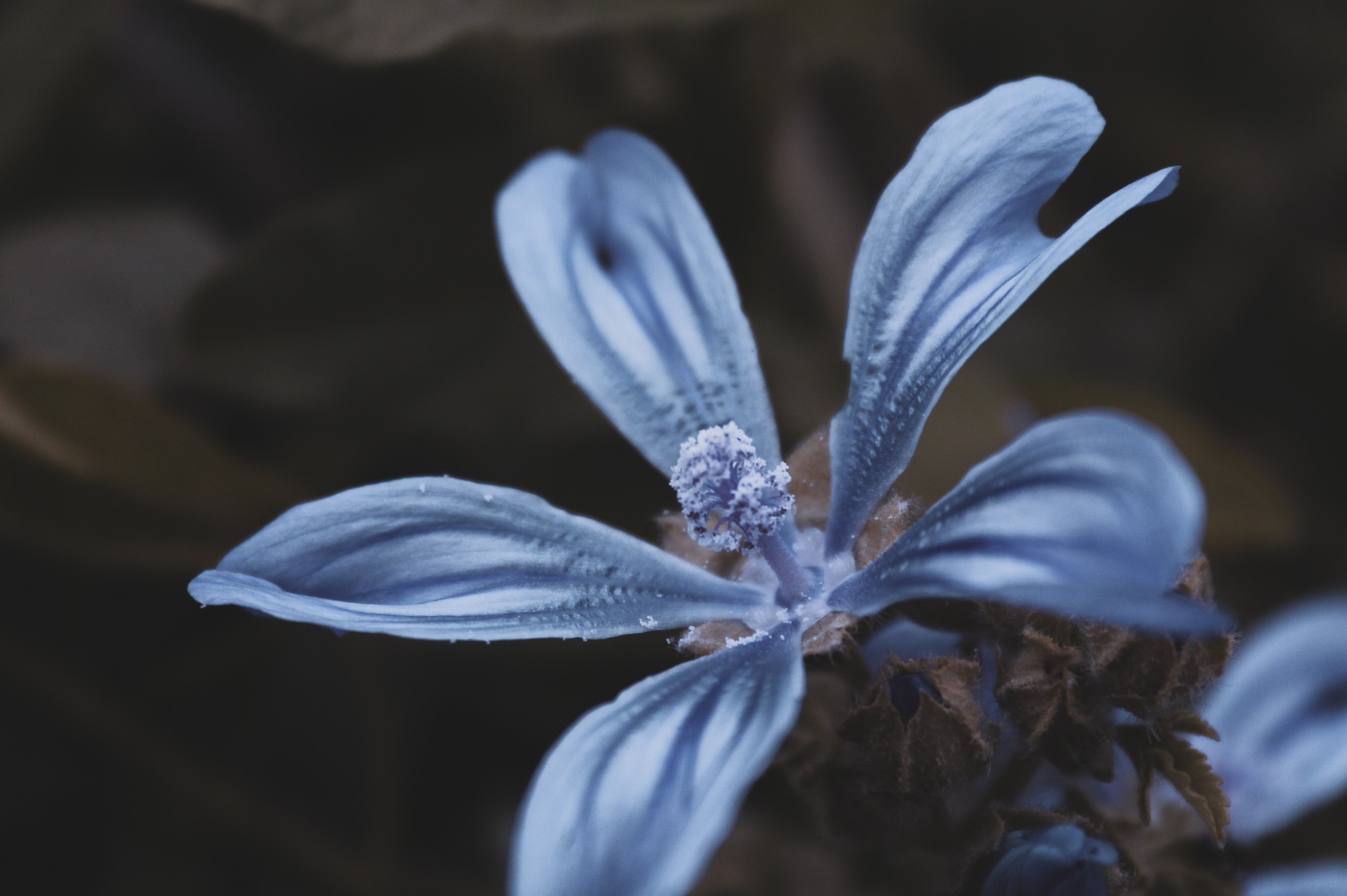 Leaves, flowers of all kinds - My, The photo, Beginning photographer, Macro photography, Longpost