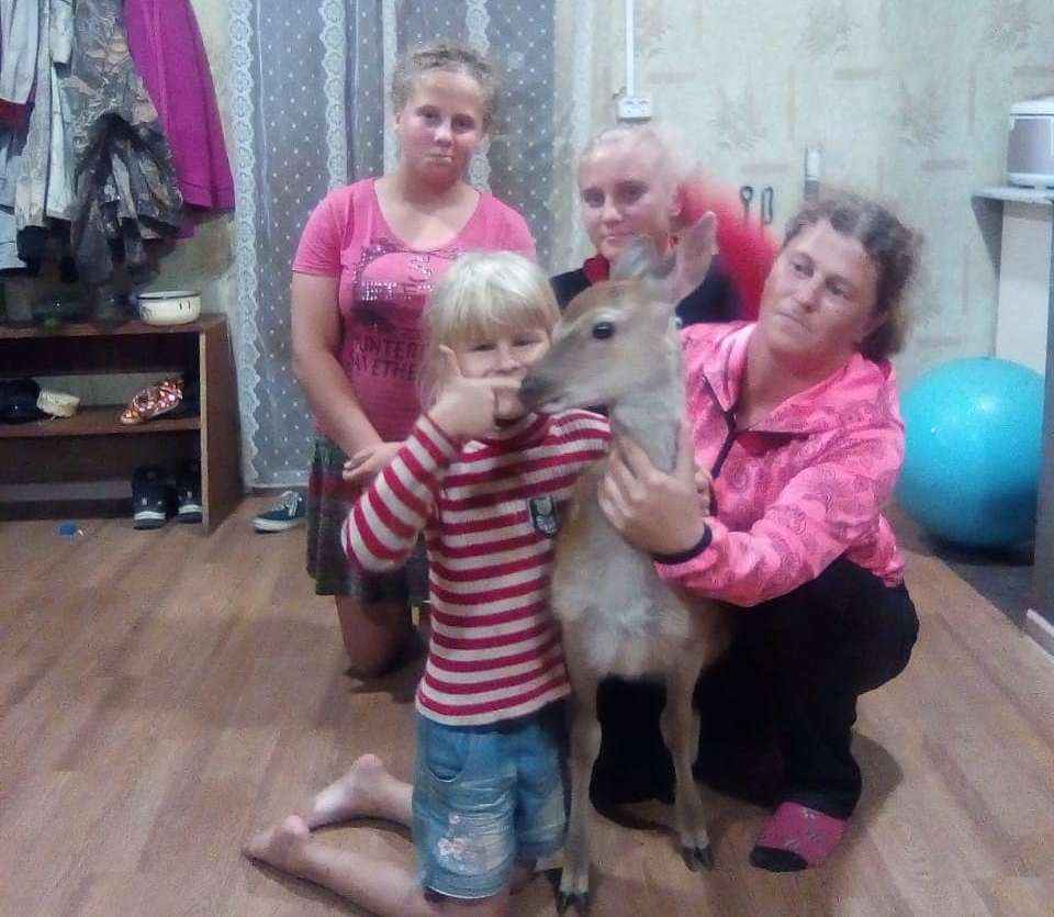 A resident of Primorye adopted a sika deer into his family - Fawn, Deer, Kindness, Magnanimity, Longpost