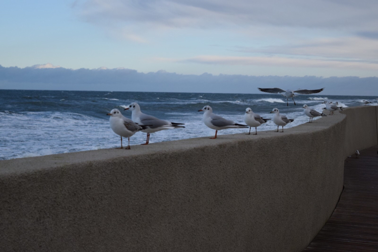 I went out for a walk for the first time since the 31st :) - My, New Year, Sea, Longpost