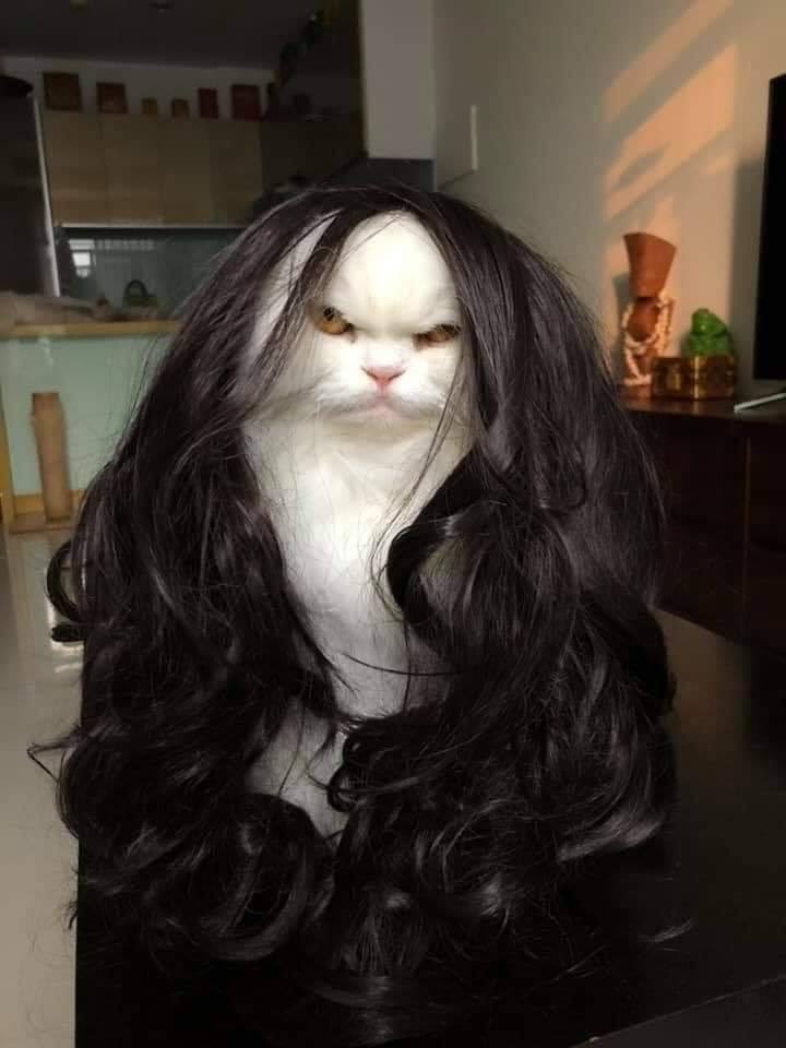 Time for some serious talk - cat, Wig, The photo