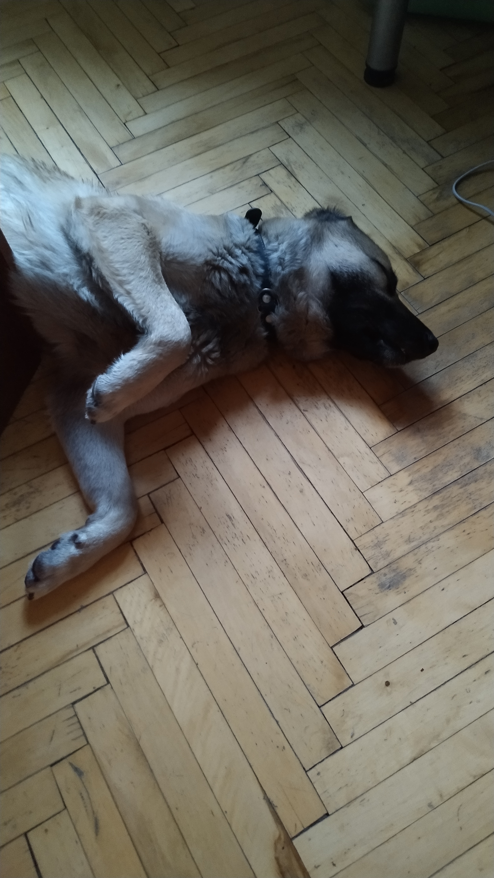 Help the dog find a home - My, Lost, Found a dog, Moscow, Pets, Dog, No rating, In good hands, Longpost