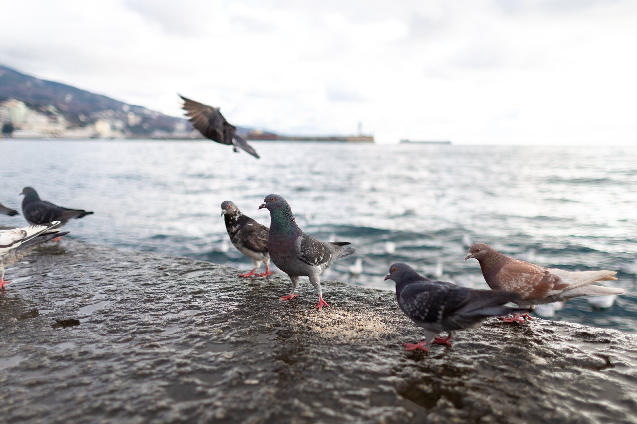 What remains of Yalta after the New Year - My, Yalta, Crimea, Tourism, Travels, New Year, Tavrida, dawn, Video, Longpost