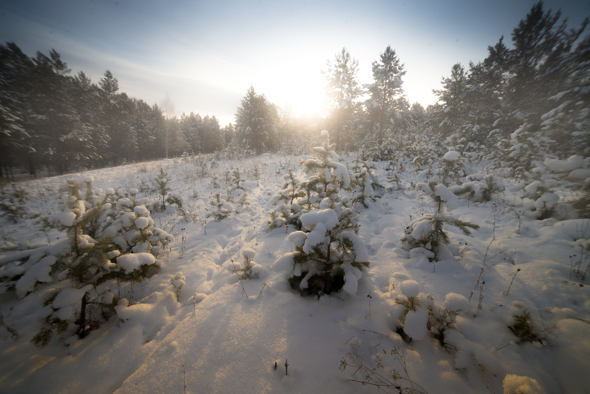 Winter walk through the forest - My, Winter, Forest, freezing, Siberia, Longpost