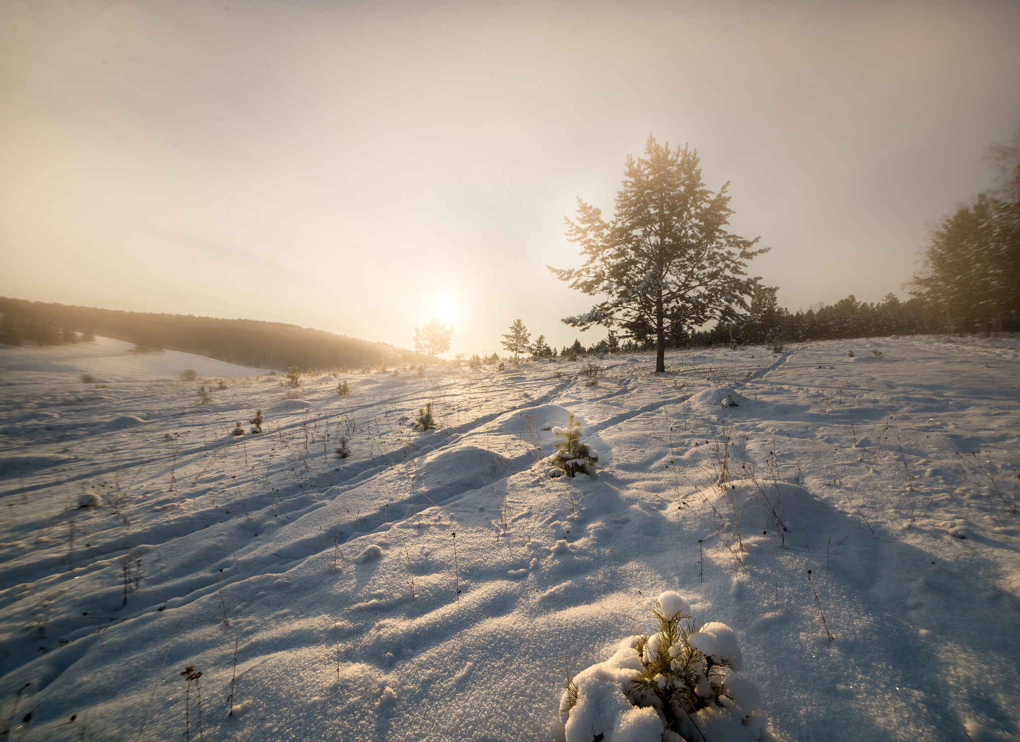 Winter walk through the forest - My, Winter, Forest, freezing, Siberia, Longpost