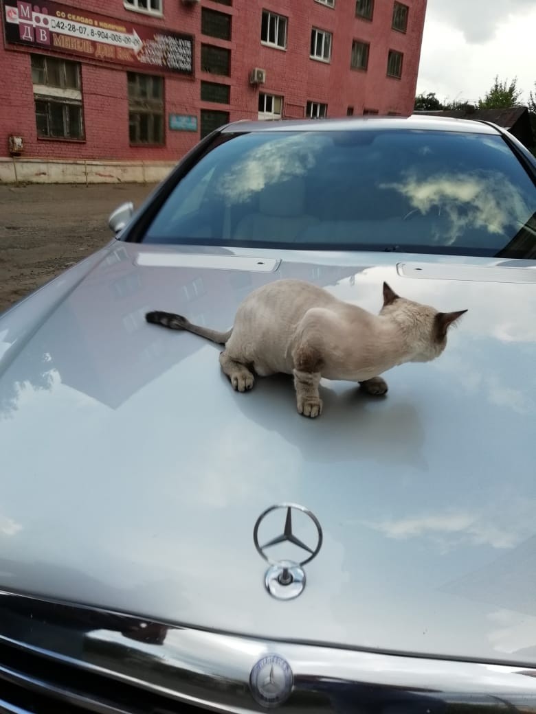 Let's go, beauty, for a ride)) - My, cat, Auto, Longpost