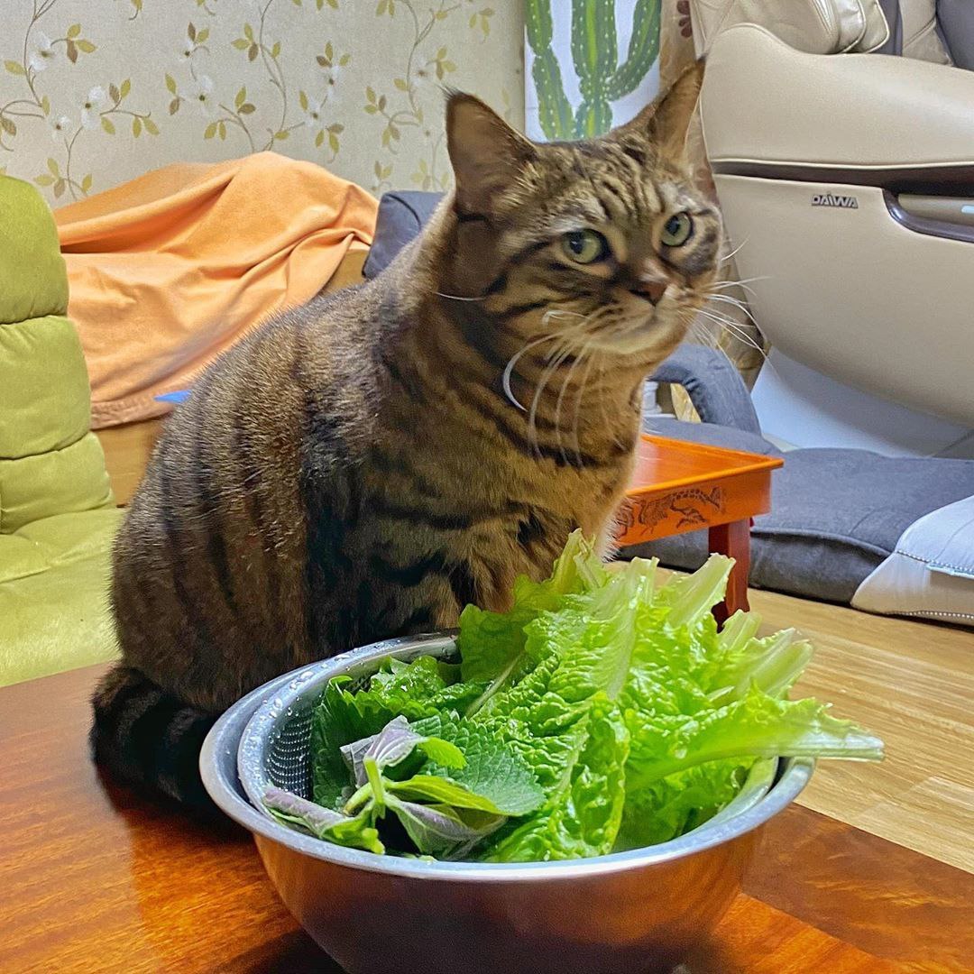 Eat it yourself - cat, Catomafia, Salad, It's not tasty