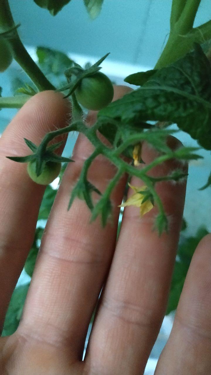 This hydroponics again: installation V. 7.0 - My, Hydroponics, With your own hands, Cherry tomatoes, I'm an engineer with my mother, Longpost