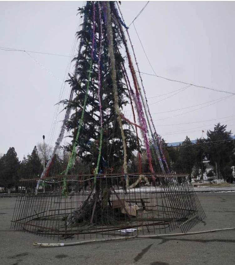 Christmas tree - Christmas trees, New Year, Kyrgyzstan