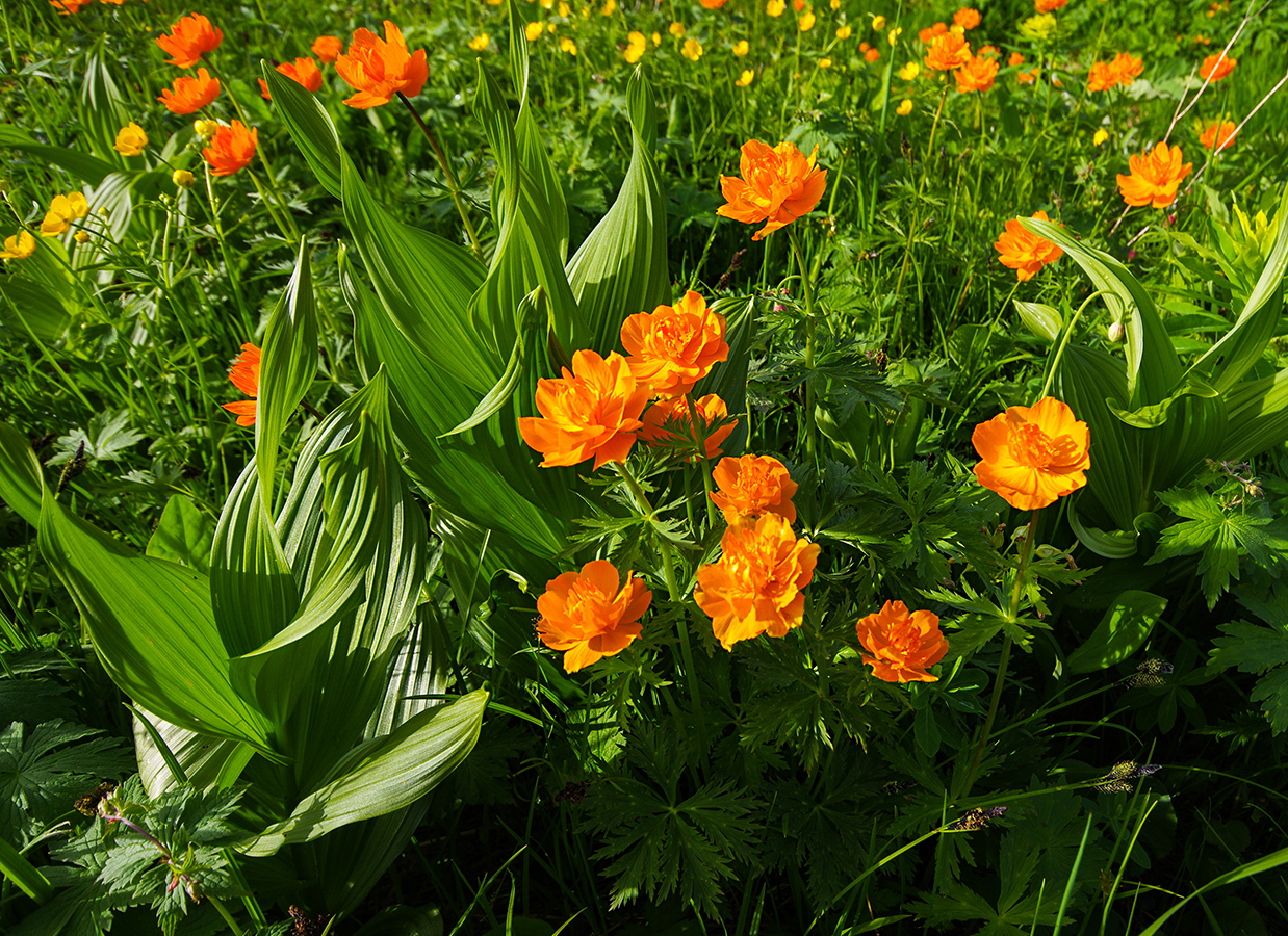 Flower seas - My, Ergaki, Flowers, Travels, Holidays in Russia, Leisure, Family holiday, wildlife, Michael, Longpost