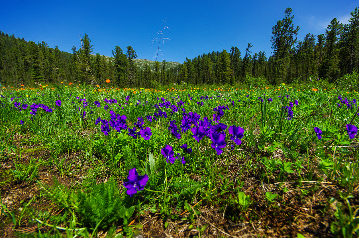 Flower seas - My, Ergaki, Flowers, Travels, Holidays in Russia, Leisure, Family holiday, wildlife, Michael, Longpost