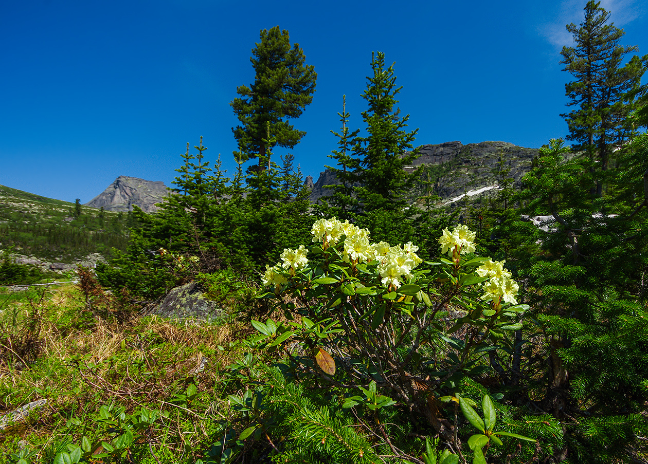 Flower seas - My, Ergaki, Flowers, Travels, Holidays in Russia, Leisure, Family holiday, wildlife, Michael, Longpost