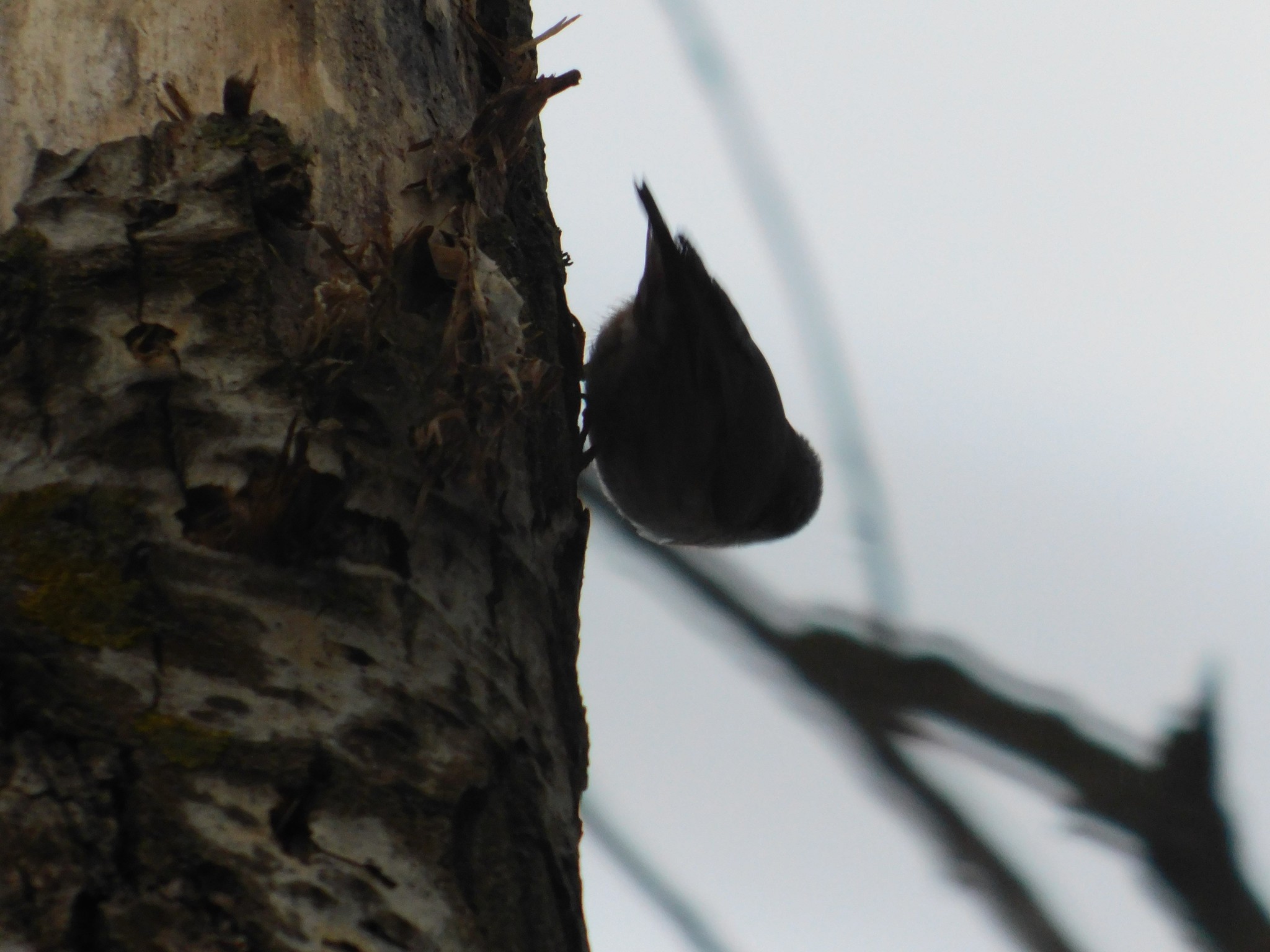 Nuthatch on Bogoslovsky. 01/05/2020 - My, Nuthatch, Saint Petersburg, Birds, Birdwatcher School, Winter, Bird watching, Cemetery, Ornithology, Longpost