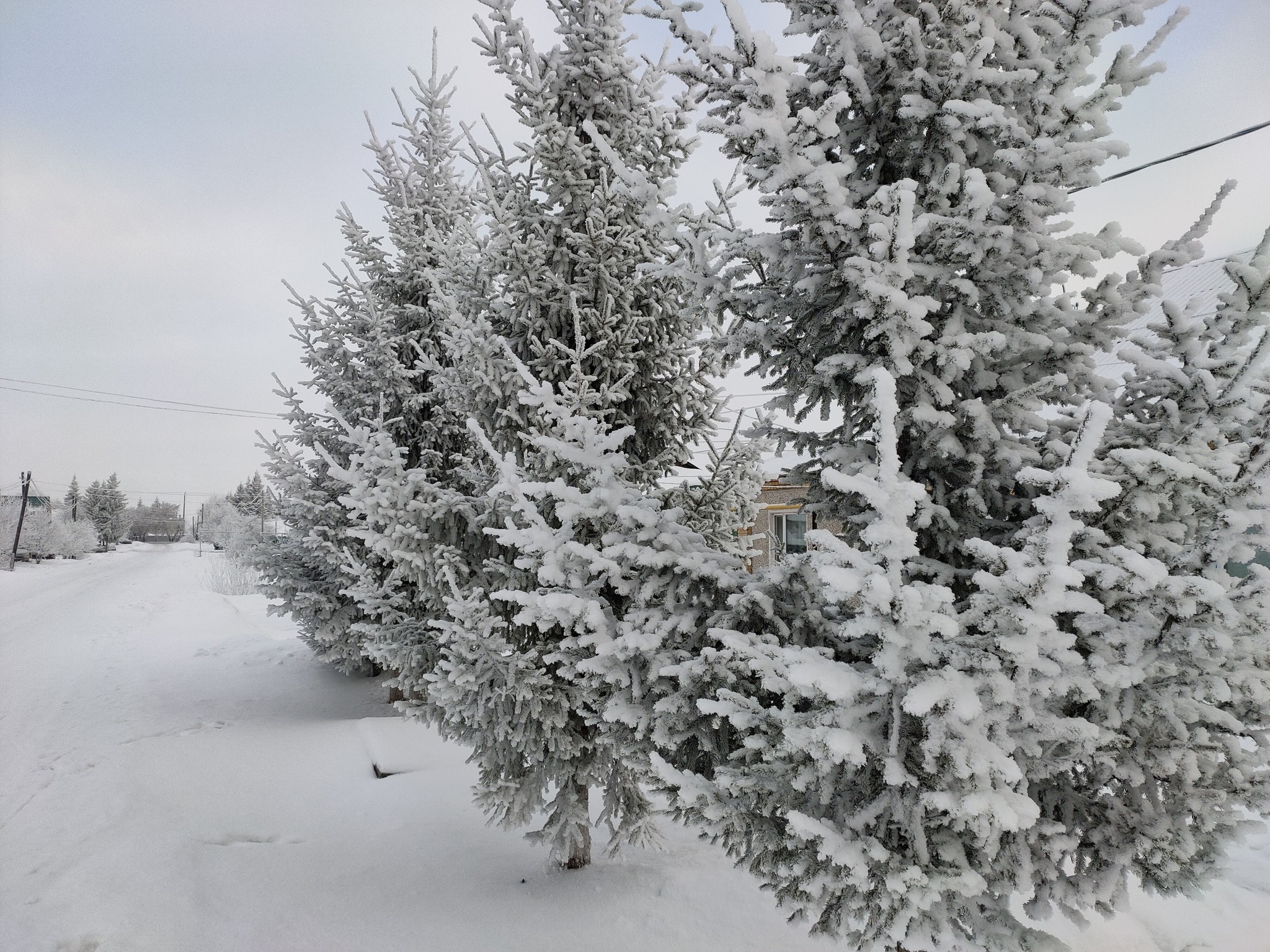 Beautiful winter has come - My, The photo, Winter, Swamp, Snow, Longpost, Nature