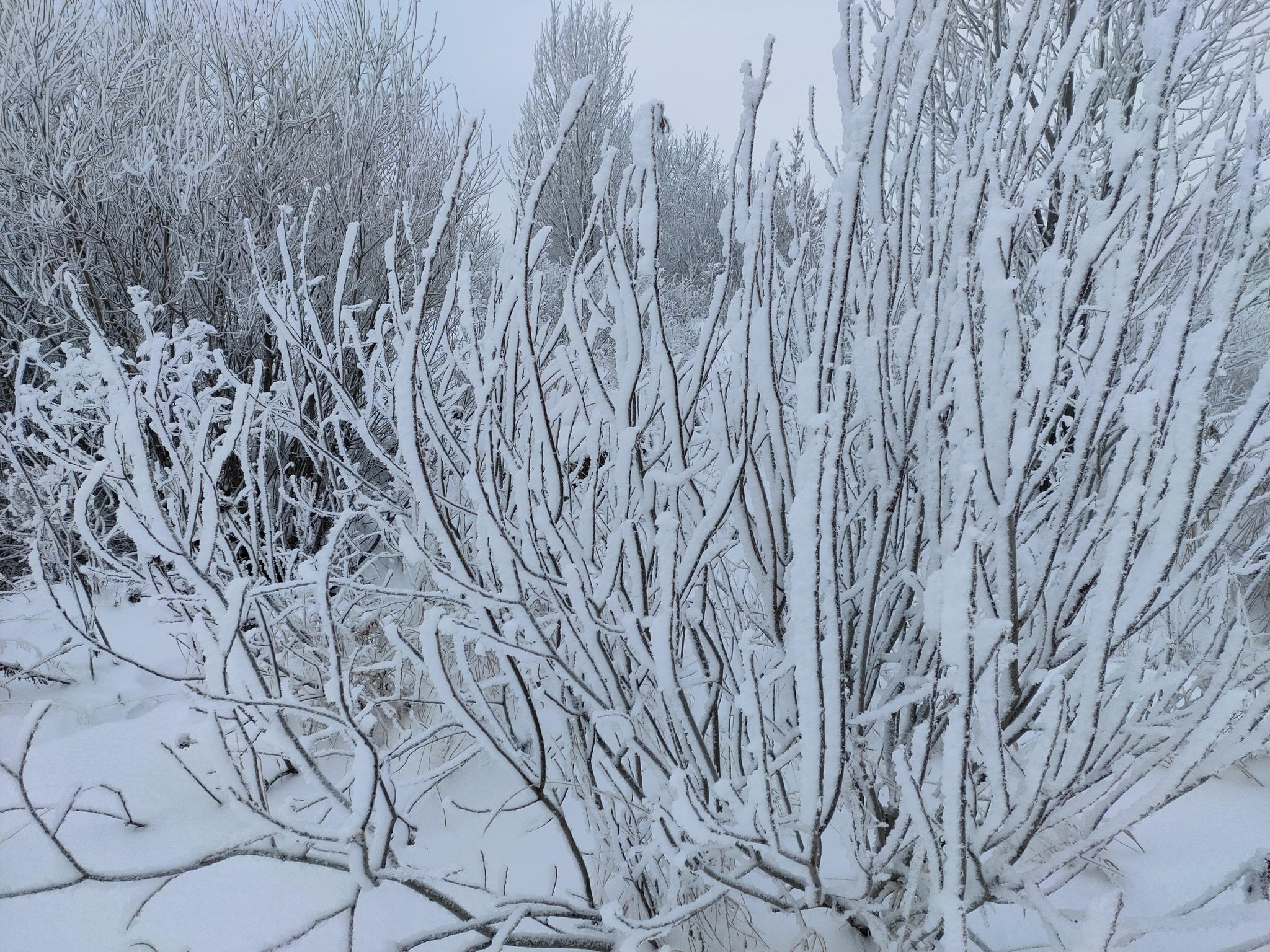 Beautiful winter has come - My, The photo, Winter, Swamp, Snow, Longpost, Nature