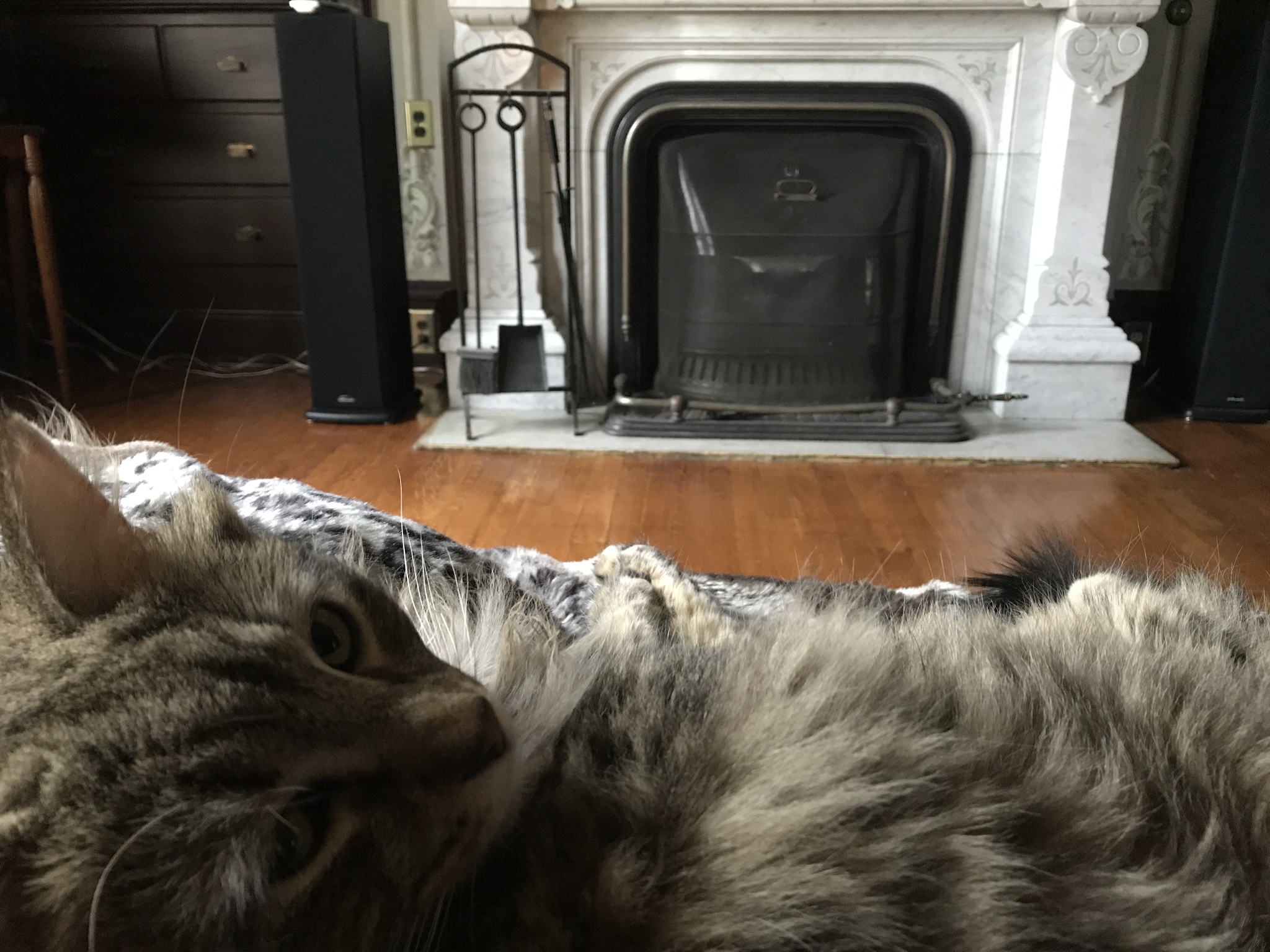 What, to work? So go - My, Fireplace, cat, Victorian era