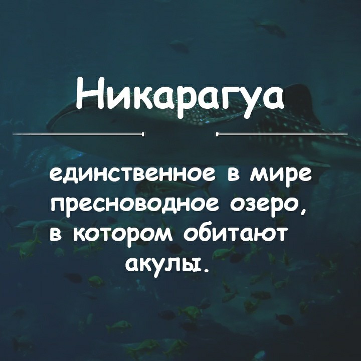 Интересный факт - Акула, Природа, Животные, Факты