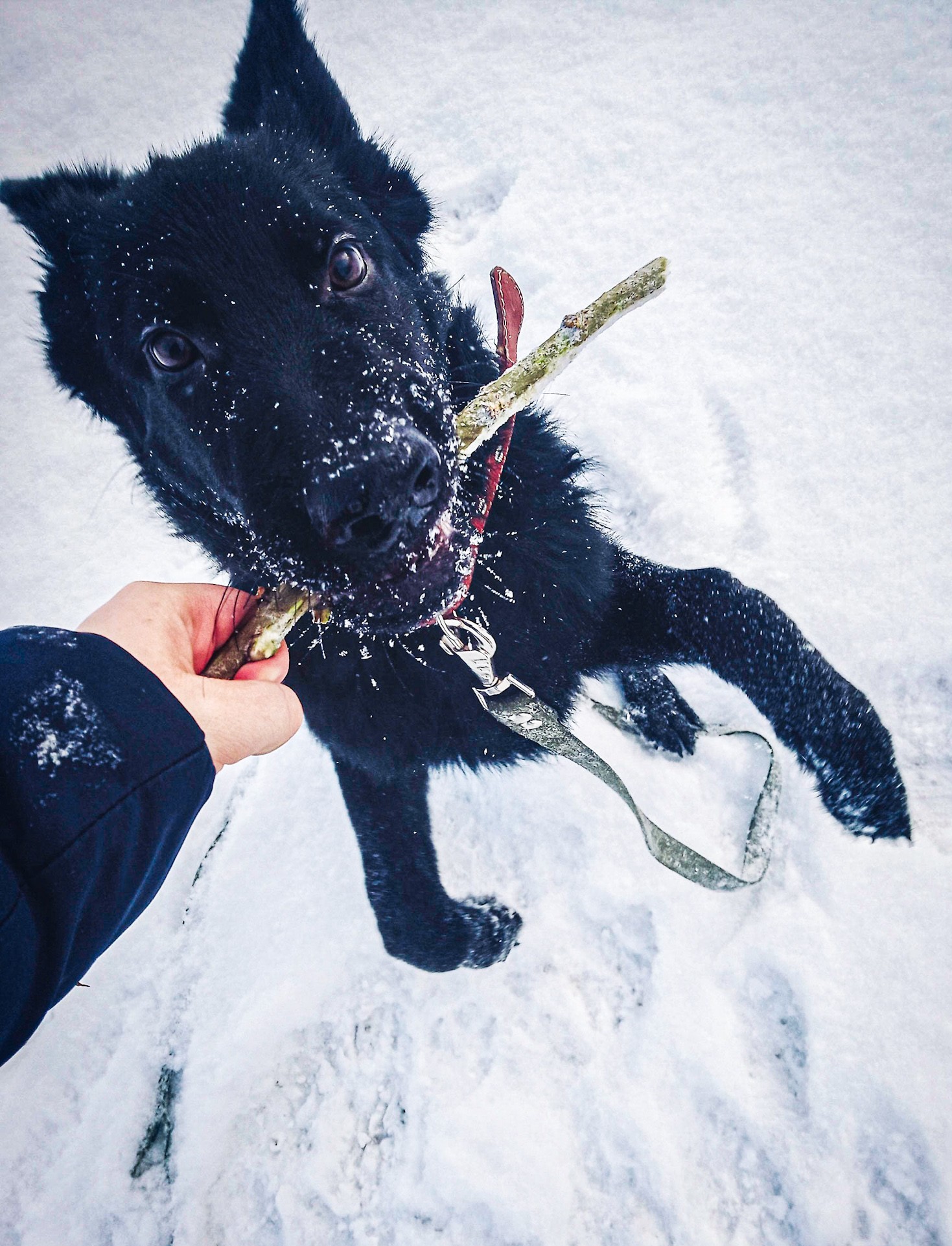 Puppy happiness - My, Mobile photography, German Shepherd, Happiness, Winter, Lucky moment, Longpost, Dog