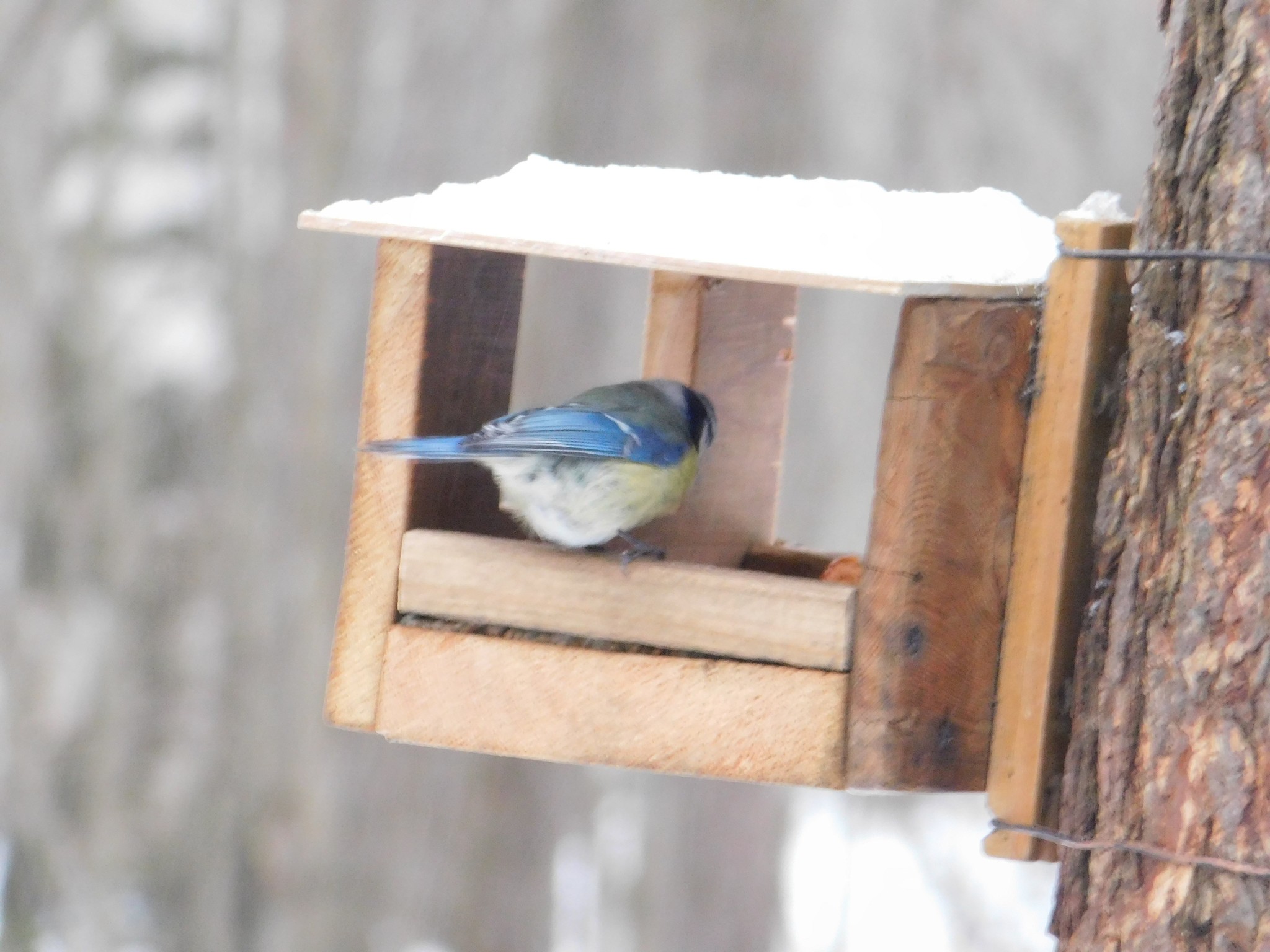 Blue Tits in Sosnovka Park. 01/06/2020 - My, Lazorevka, Sosnovka Park, Saint Petersburg, Bird watching, Ornithology, Birds, Longpost