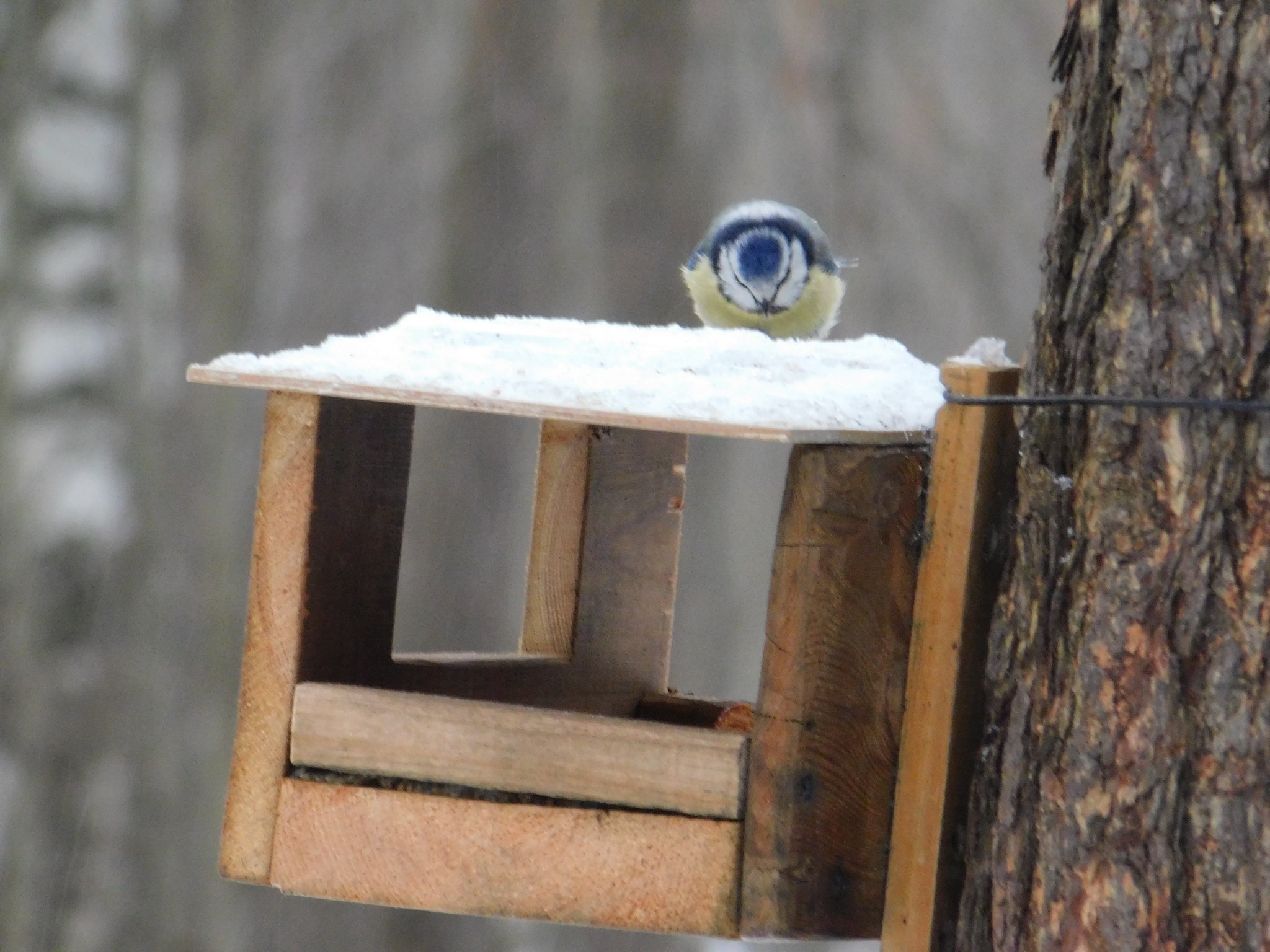 Blue Tits in Sosnovka Park. 01/06/2020 - My, Lazorevka, Sosnovka Park, Saint Petersburg, Bird watching, Ornithology, Birds, Longpost