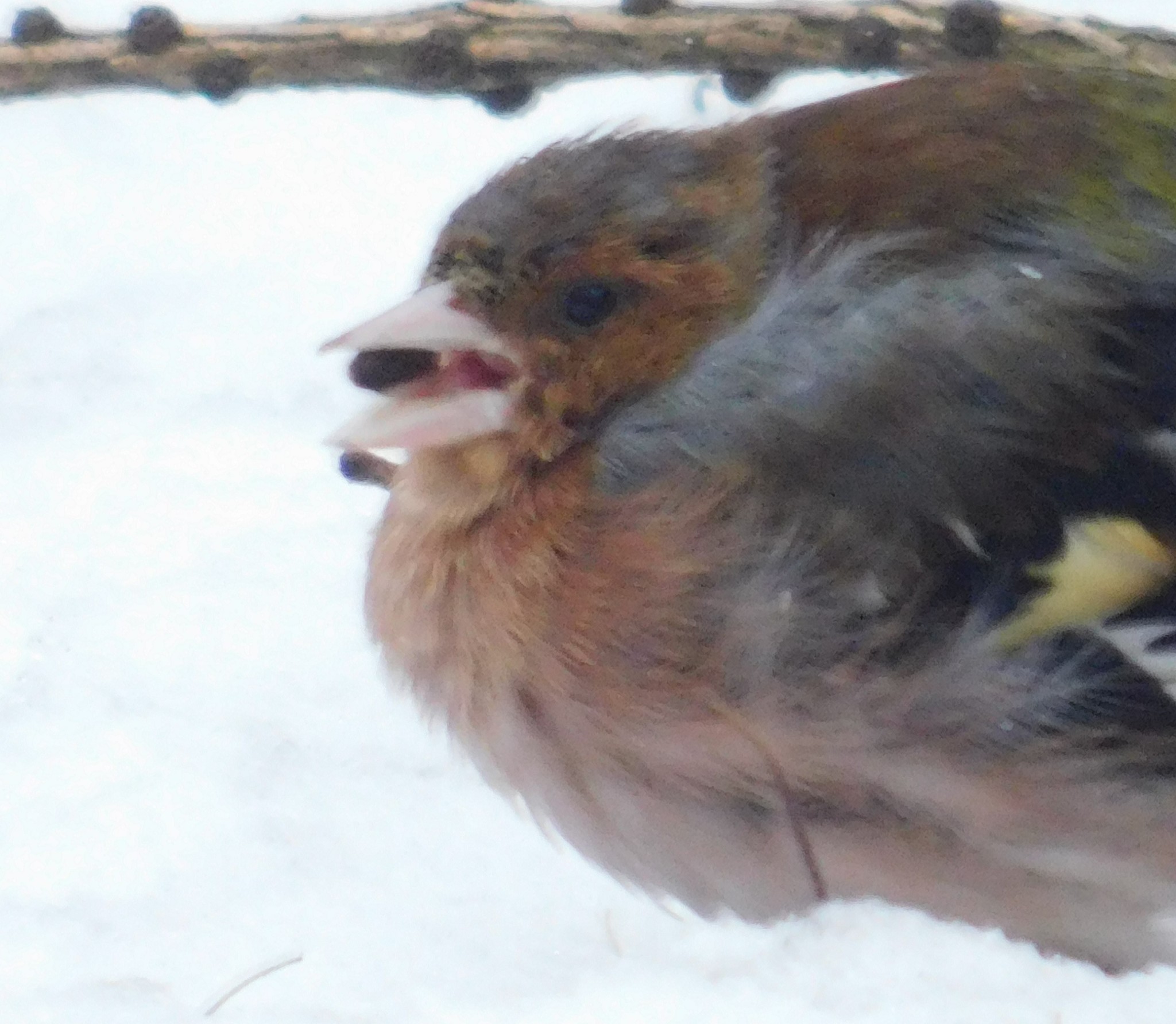 Wounded finch in Sosnovka. 01/06/2020 - My, Finches, Birds, Sosnovka Park, Saint Petersburg, Ornithology, Bird watching, Longpost