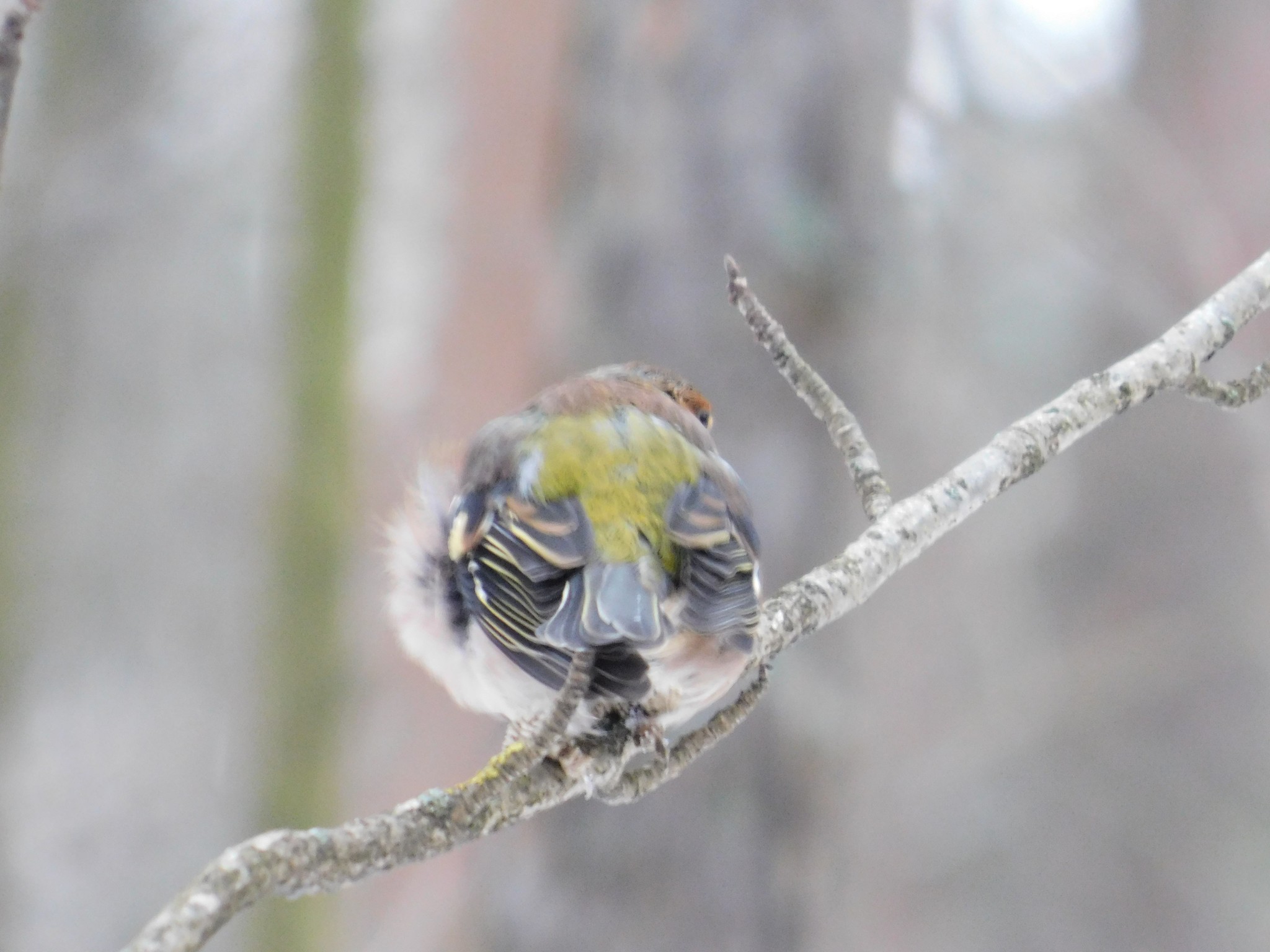 Wounded finch in Sosnovka. 01/06/2020 - My, Finches, Birds, Sosnovka Park, Saint Petersburg, Ornithology, Bird watching, Longpost