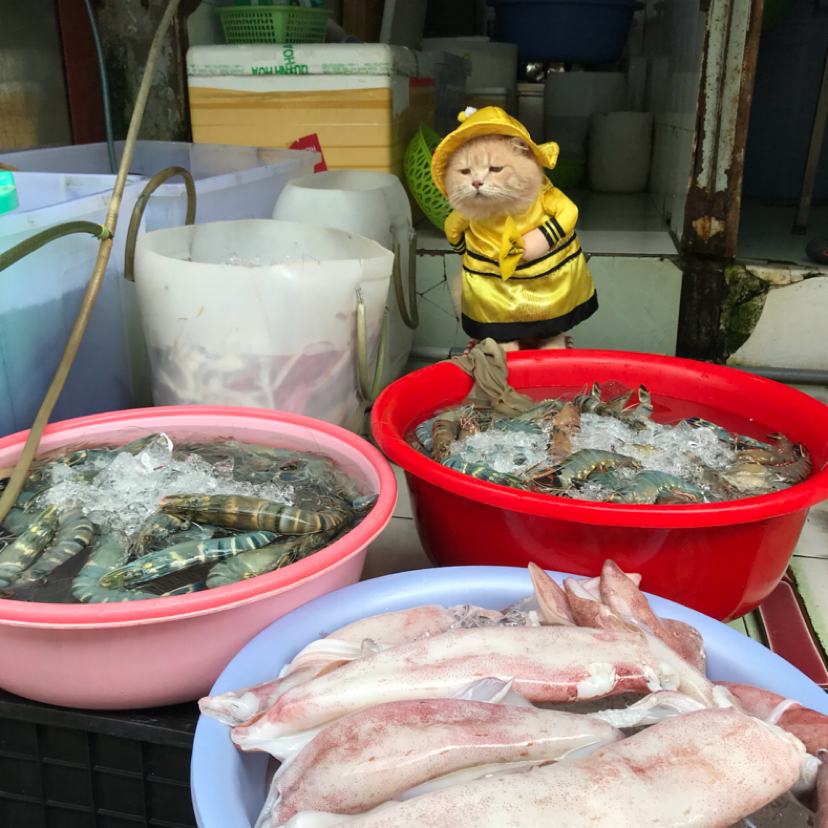 A cat selling fish at a Vietnamese market has won the hearts of thousands of buyers. - Milota, cat, Trade, Vietnam, Market, Longpost